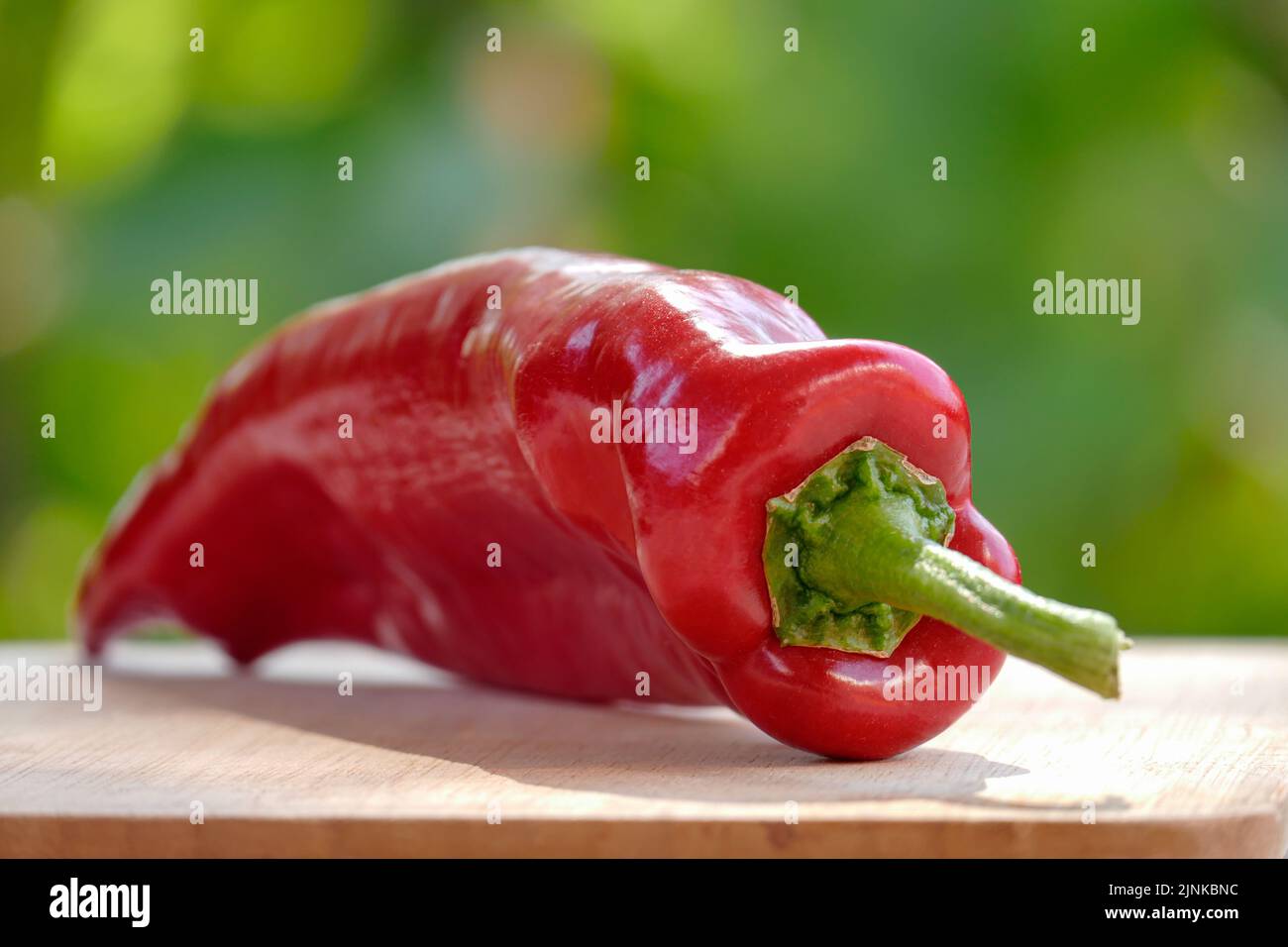 Homegrown organic red bell pepper on wooden table against green foliage background, shot outdoors in direct sunlight Stock Photo