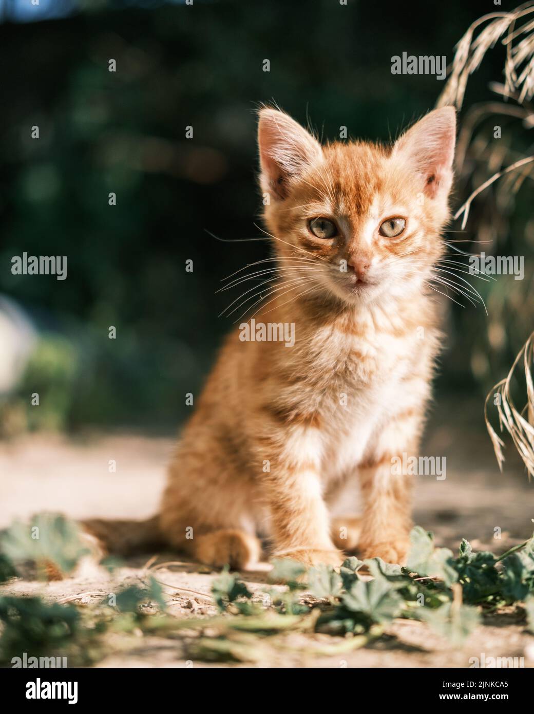 Orange Tabby Kitten Sitting Outdoors and Looking at Camera Stock Photo