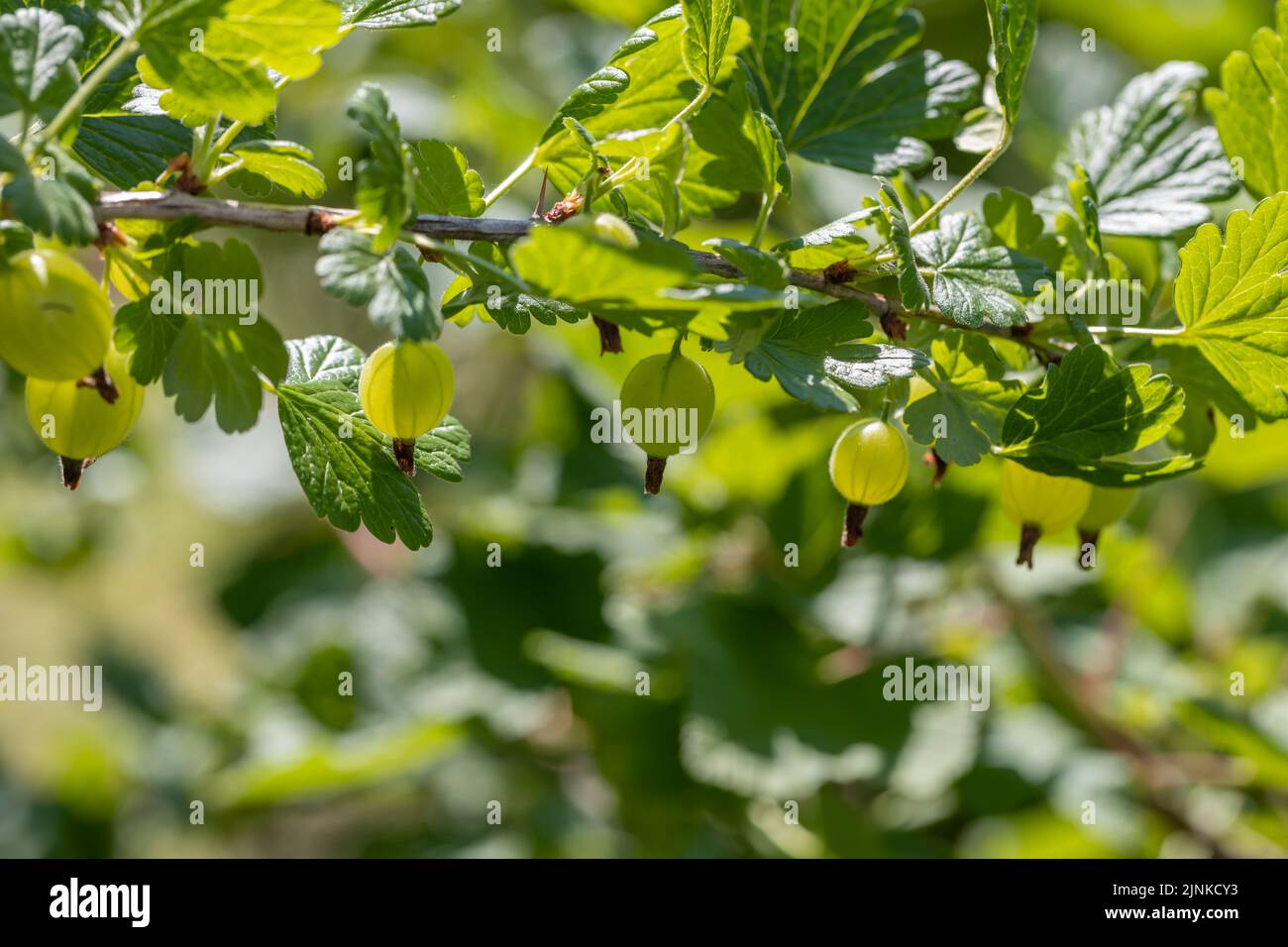 Fresh gooseberries on a branch of gooseberry bush with sunlight