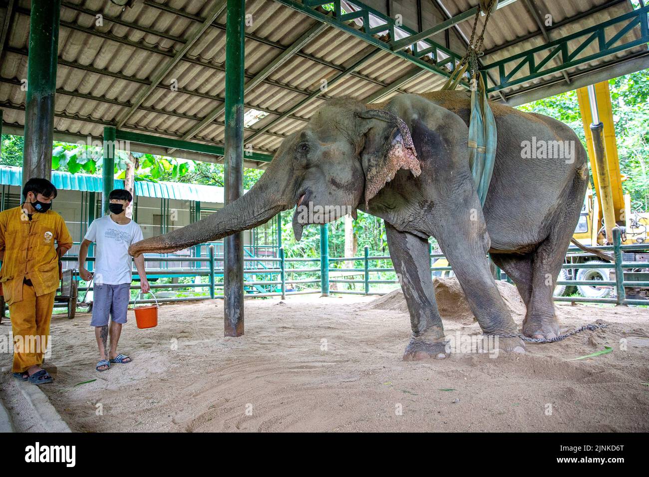 (220812) -- LAMPANG, Aug. 12, 2022 (Xinhua) -- Staff members tend an injured elephant at the 'Friends of the Asian Elephant' elephant hospital in Lampang, Thailand, on Aug. 6, 2022.  Deep in the forest of Lampang province in northern Thailand, the hospital, named Friends of the Asian Elephant (FAE), is the first hospital in the world dedicated to treating injured elephants.   Since its establishment in 1993, the hospital has saved more than 5,000 elephants with illnesses varying from diarrhoea to eye diseases and injuries through car accidents or mine explosions.   TO GO WITH 'Feature: Lifelon Stock Photo