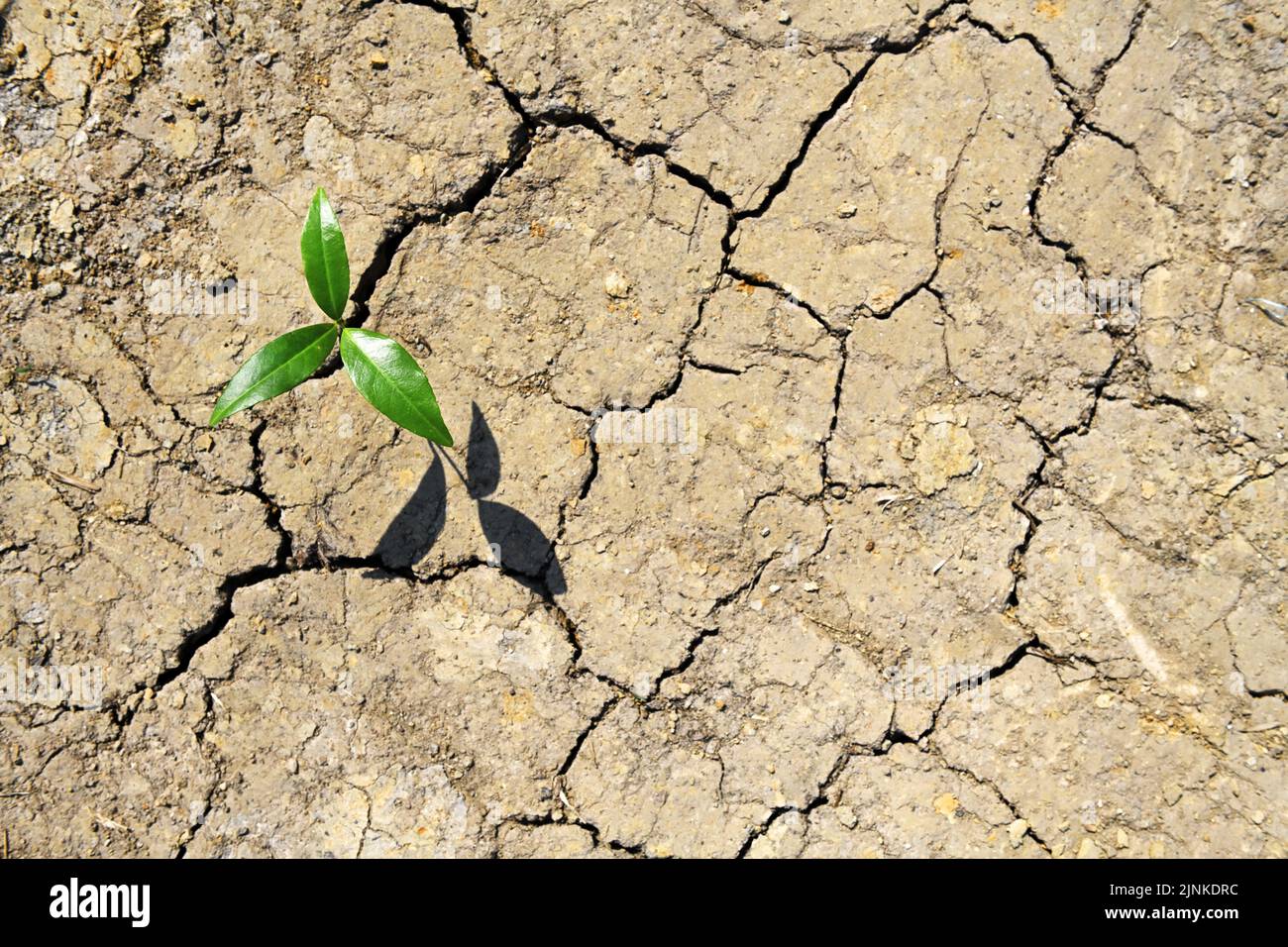 Single Plant Grows From Withered Soil, Symbol Photo Climate Change And Global Warming Stock Photo