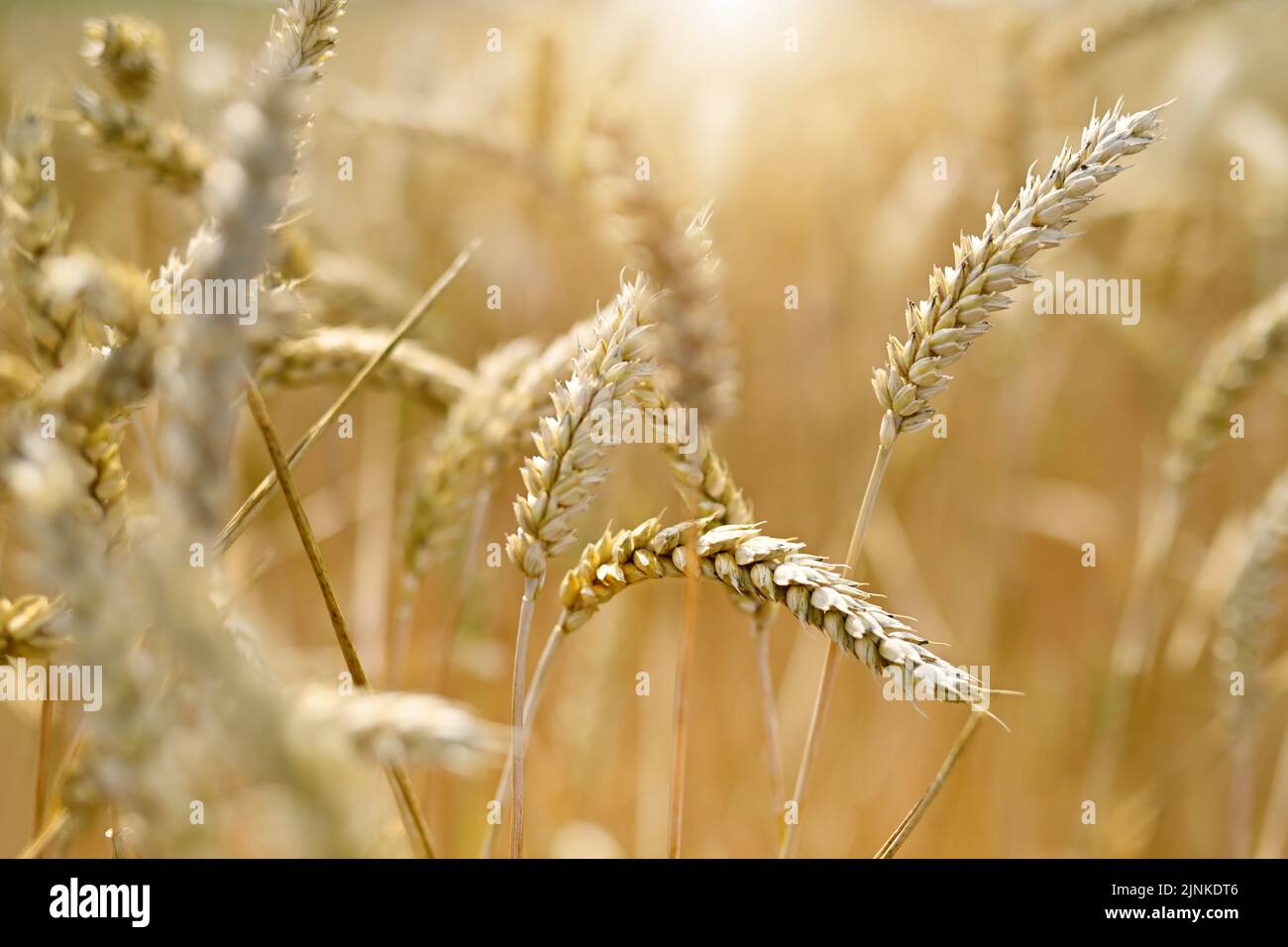 Wheat Field, Grain Cultivation Stock Photo