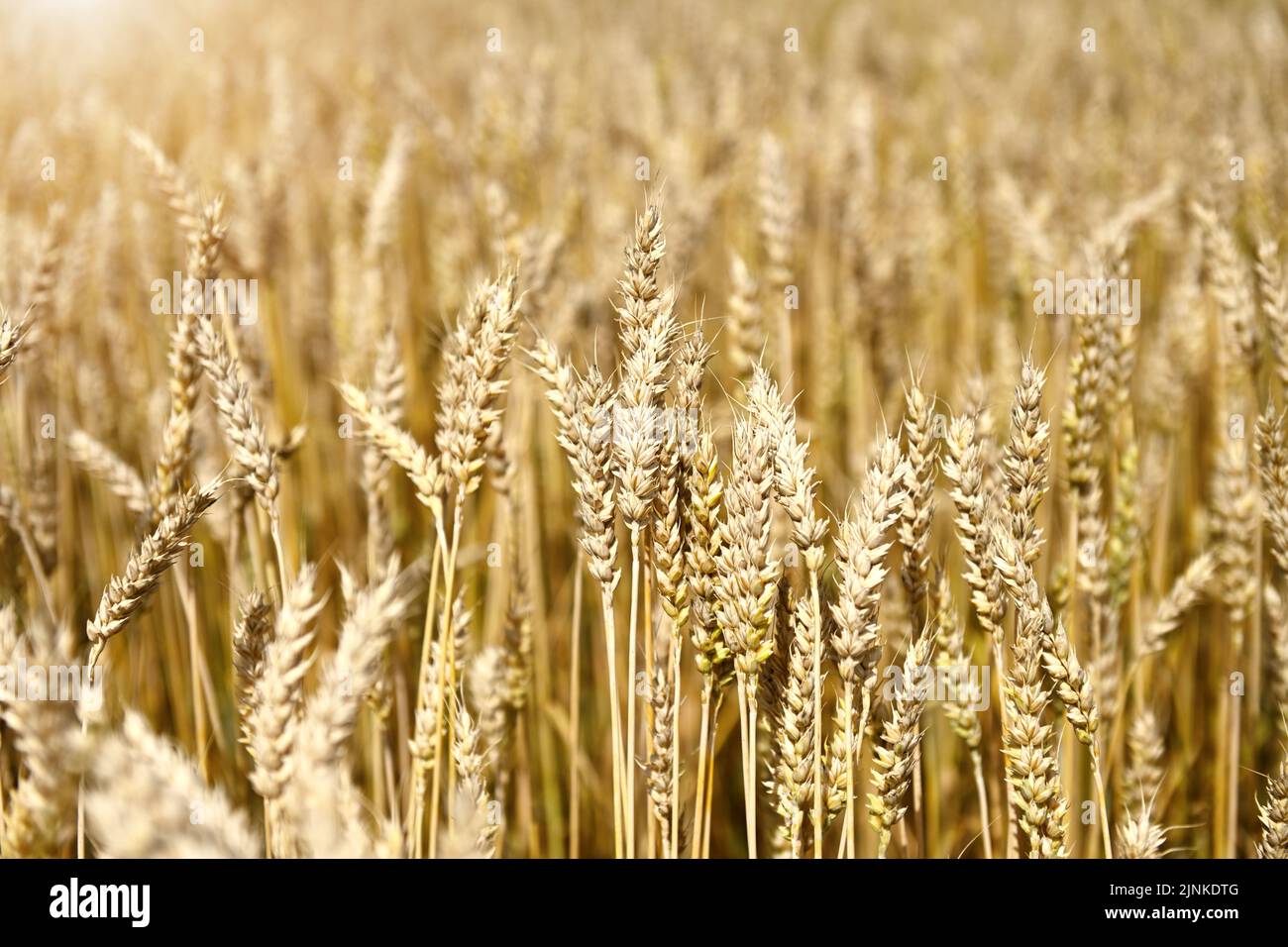 Wheat Field, Grain Cultivation Stock Photo