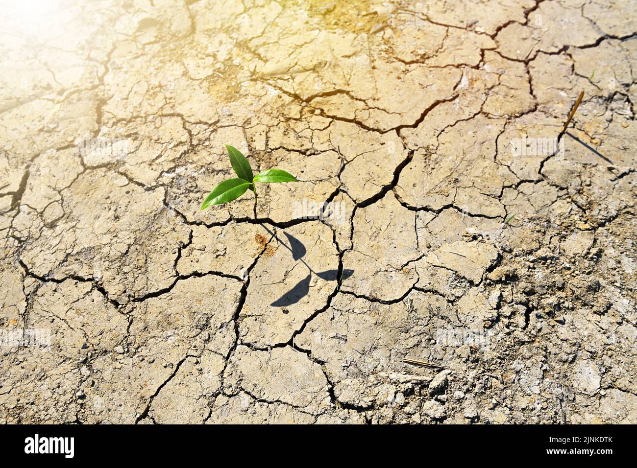 Single Plant Grows From Withered Soil, Symbol Photo Climate Change And Global Warming Stock Photo