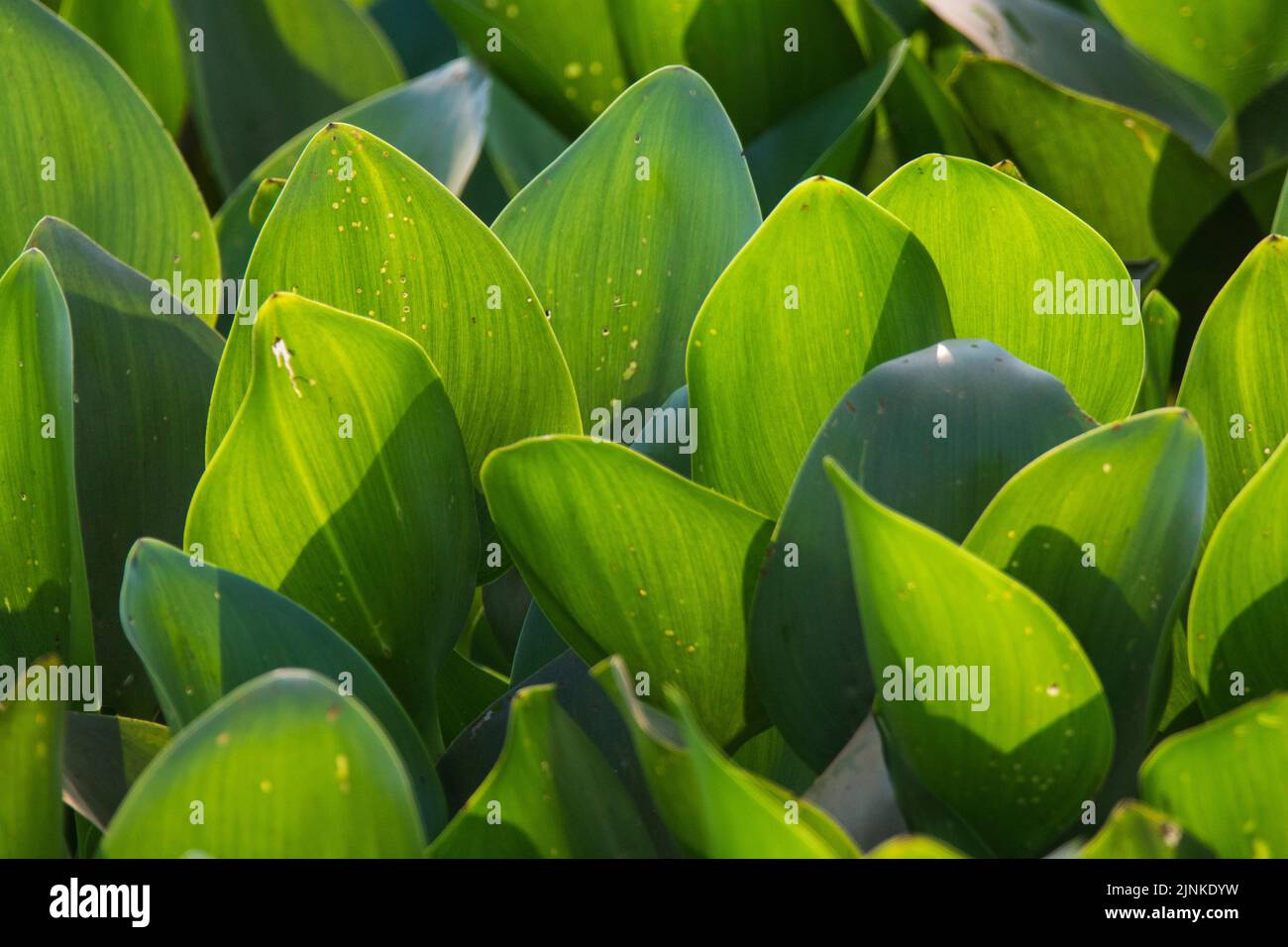 Aquatic vegetation floating on the surface,Pantanal Mato Grosso Brazil