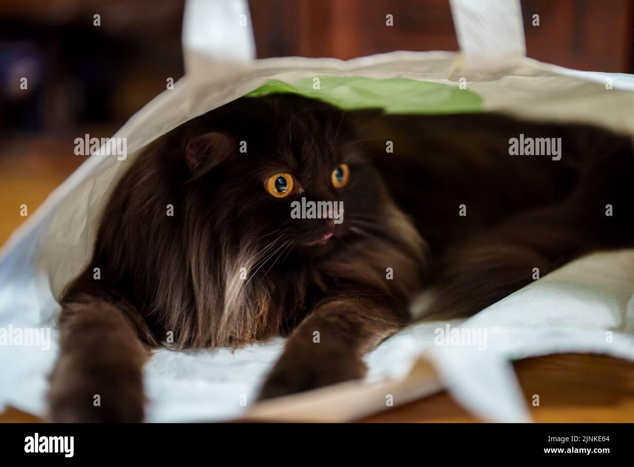 Funny cat climbed into the bag and hides. Stock Photo