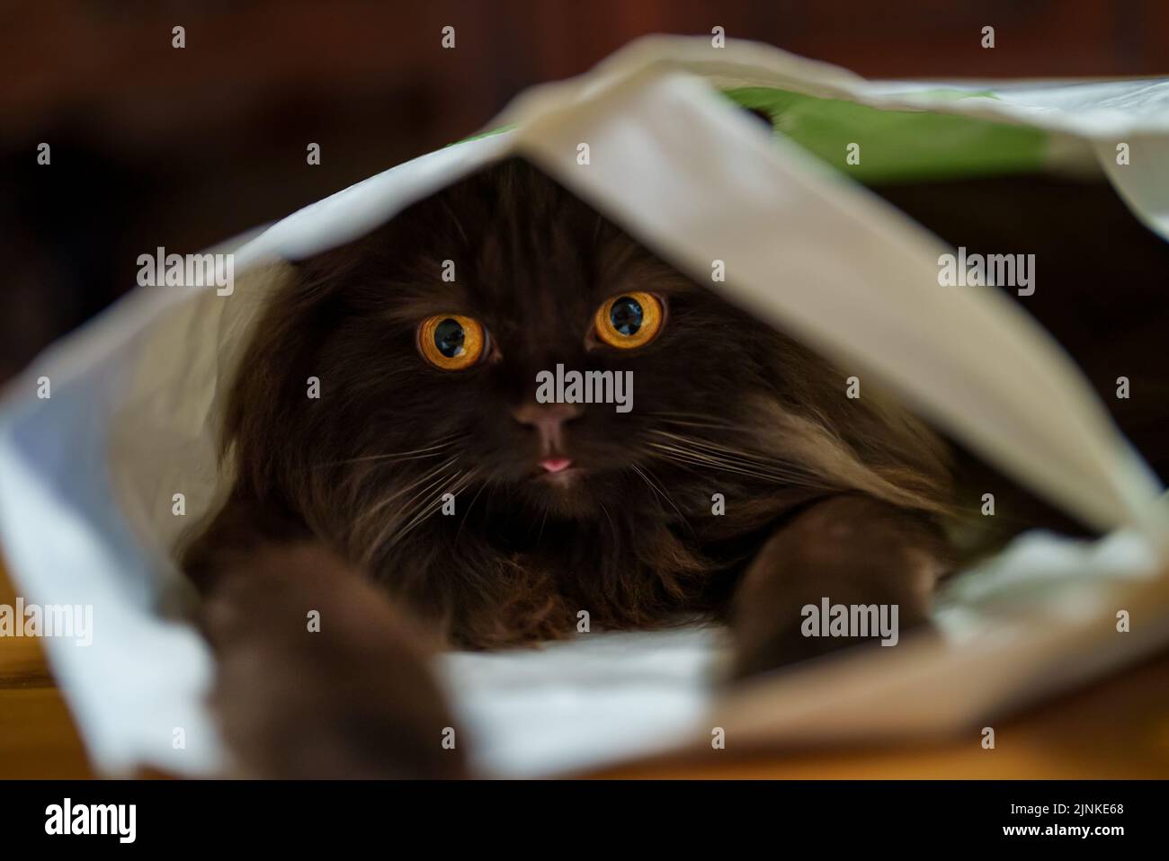 Funny cat climbed into the bag and hides. Stock Photo