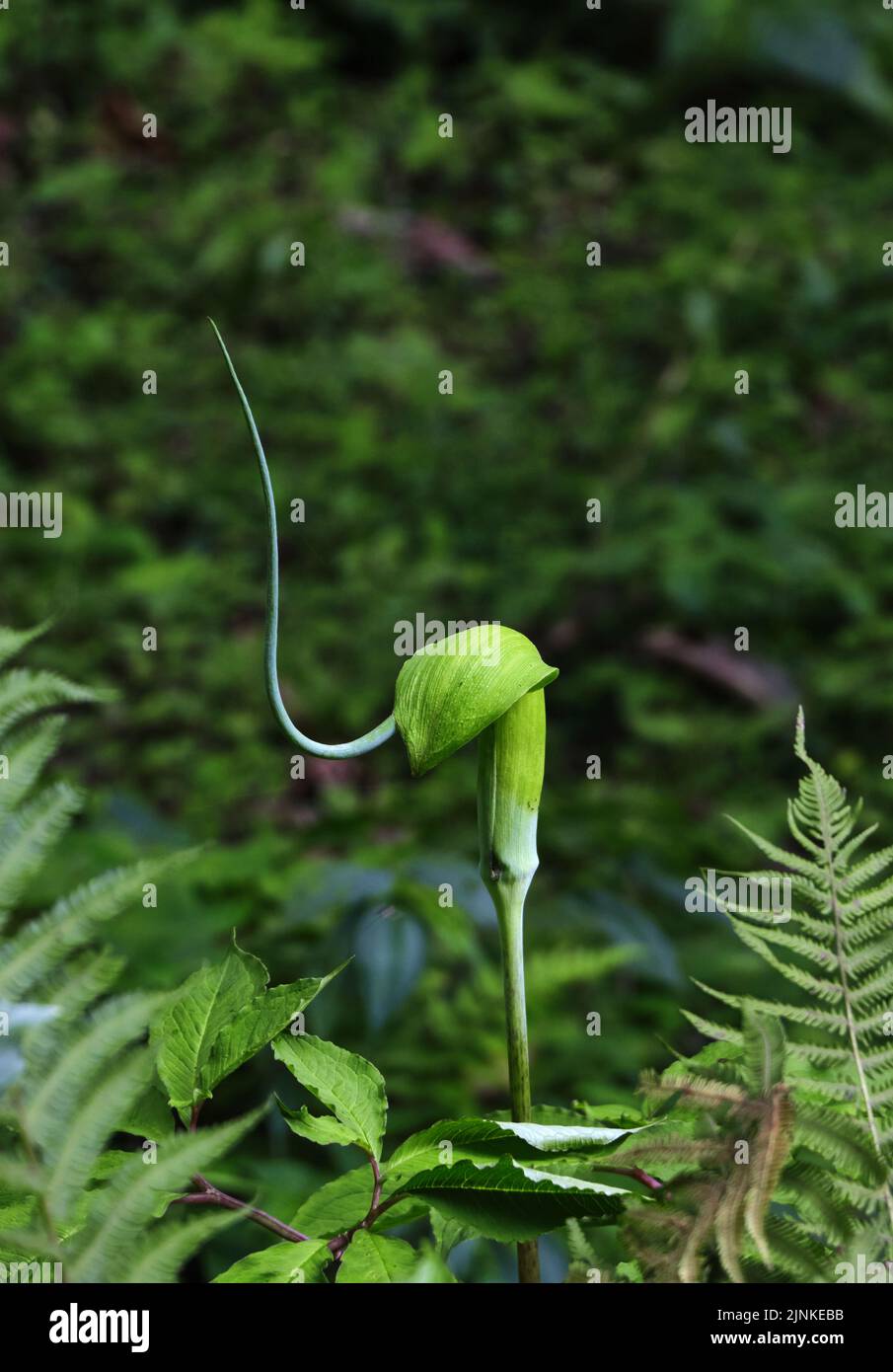 Arisaema tortuosum plant on Green background. whipcord cobra lily. Stock Photo