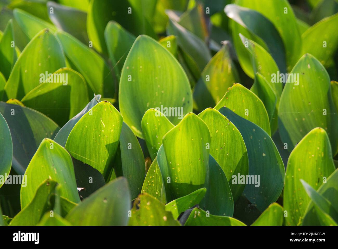 Aquatic vegetation floating on the surface,Pantanal Mato Grosso Brazil