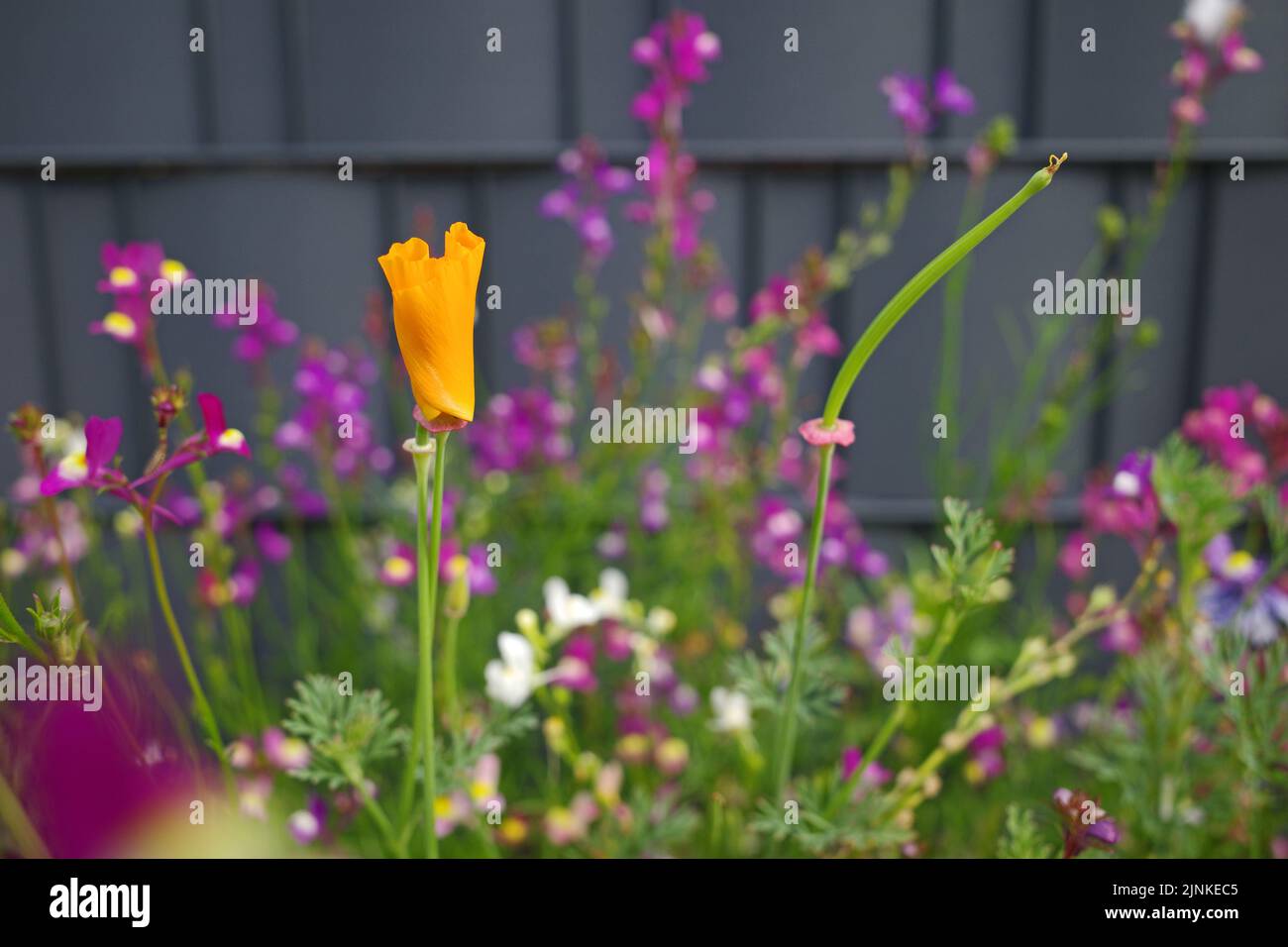 Mixed wildflowers in front of a grey fence. A seed mixture to attract