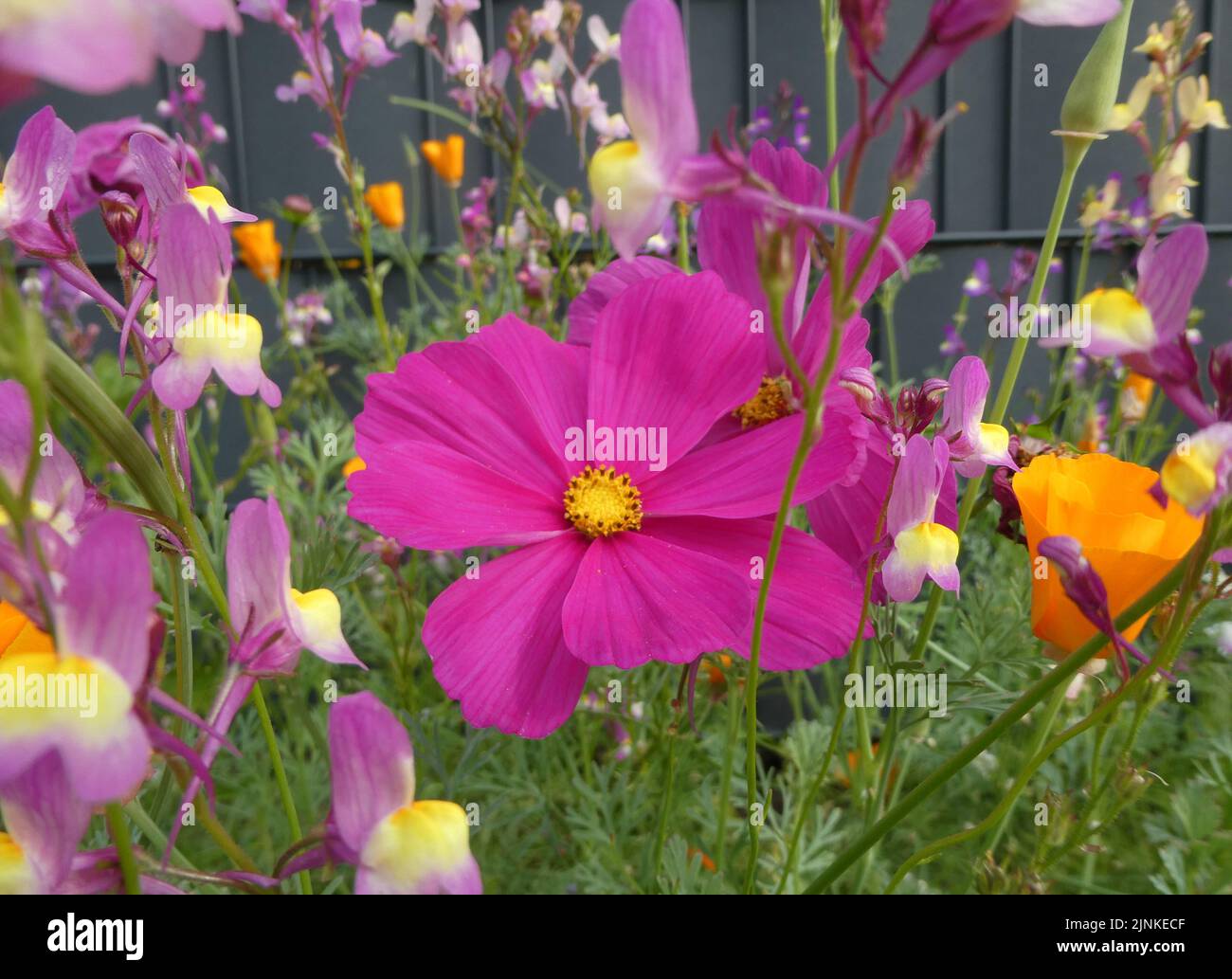 Mixed wildflowers in front of a grey fence. A seed mixture to attract bees and birds. The pink
