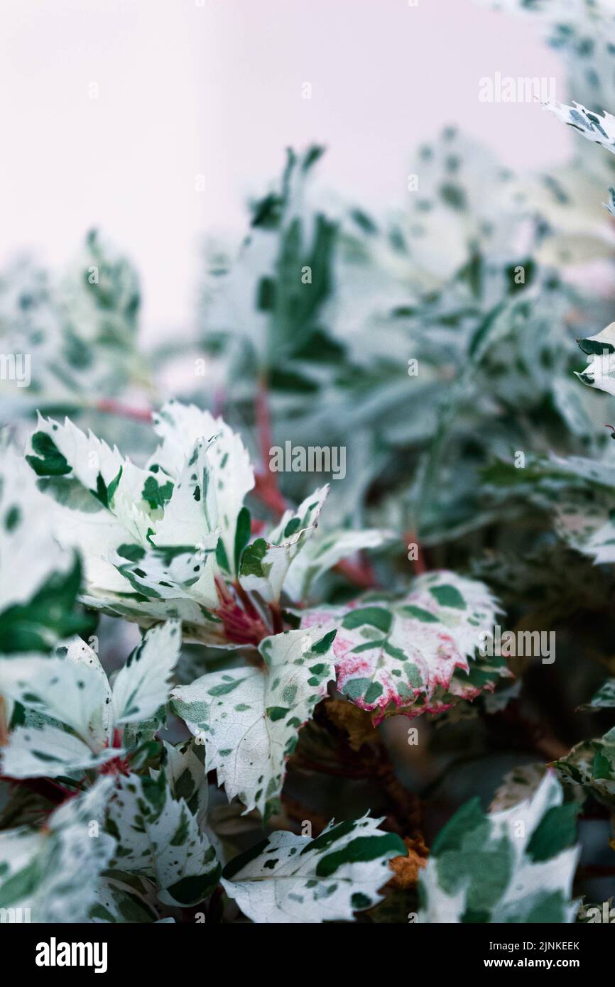 Acer campestre ¨Carnival¨ Stock Photo