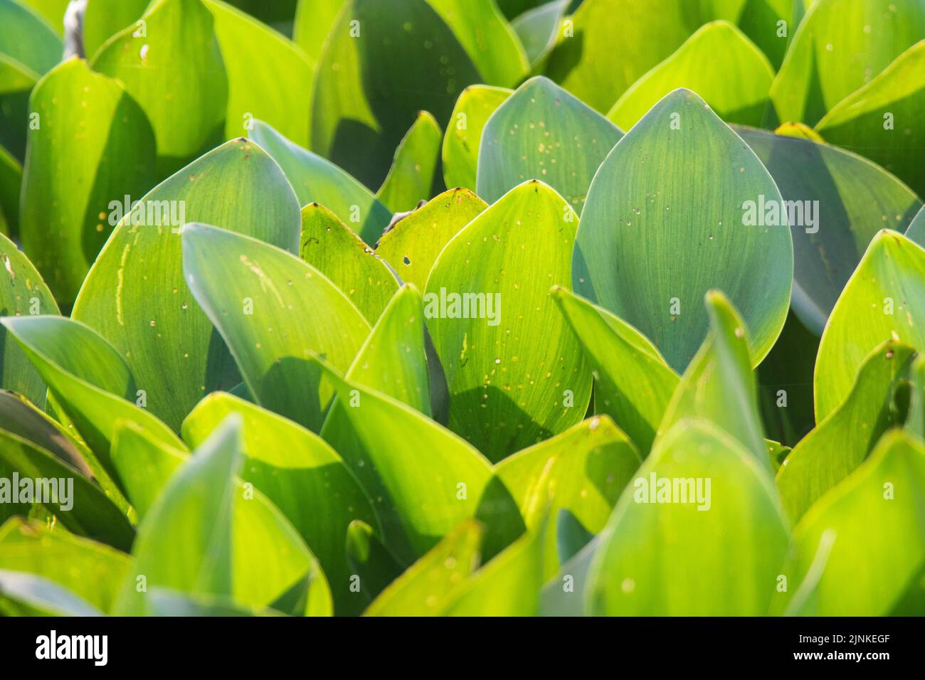 Aquatic vegetation floating on the surface,Pantanal Mato Grosso Brazil
