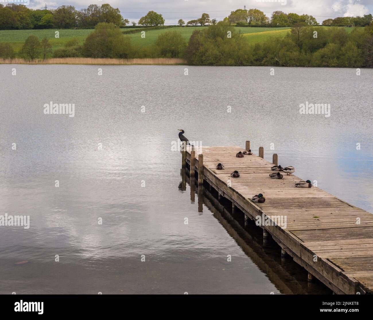 Cormorant drying out after his fishing trip at Pickmere Lake, Knutsford, Cheshire, UK Stock Photo