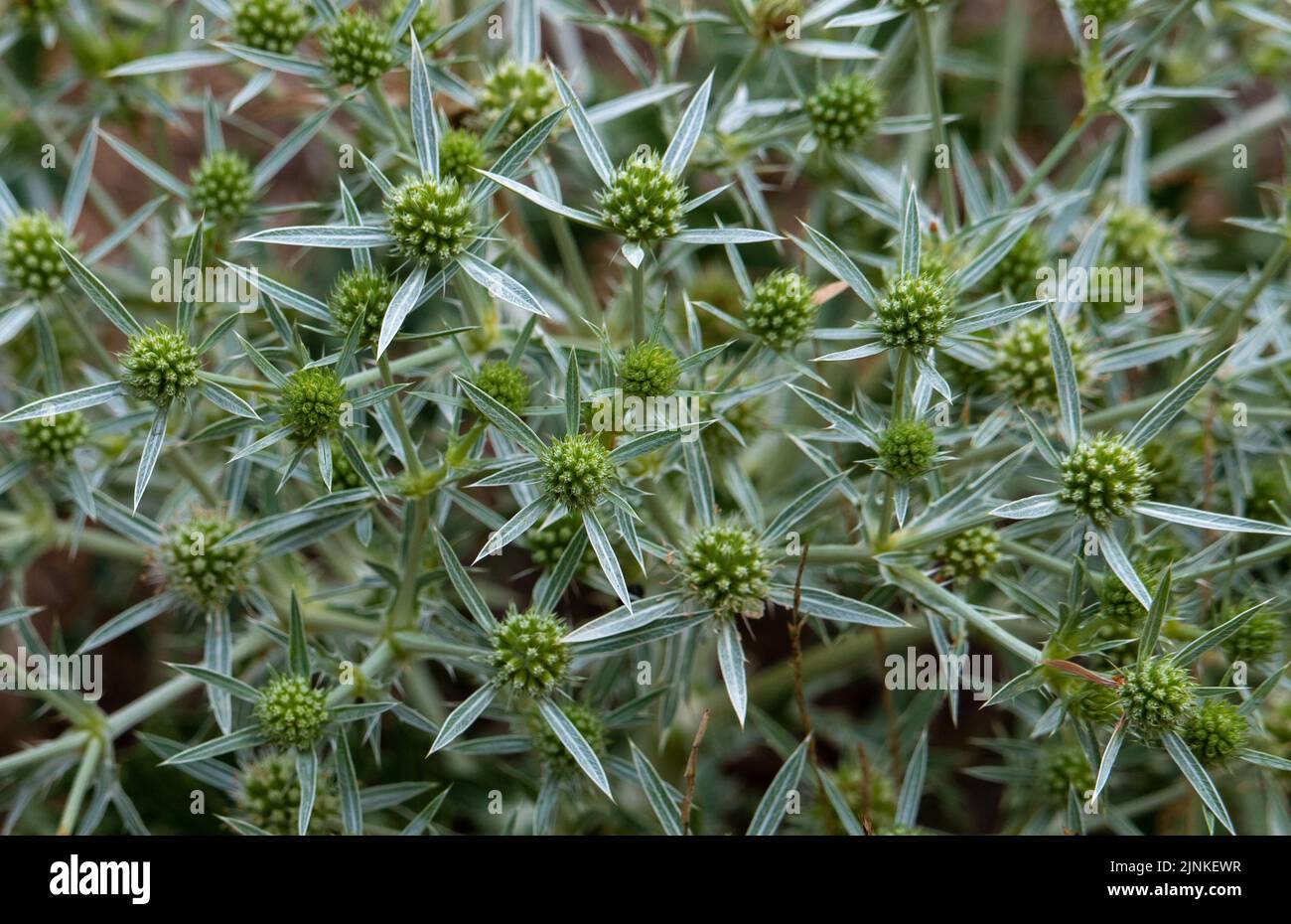 A closeup of an Eryngium campestre plant, green Stock Photo Alamy