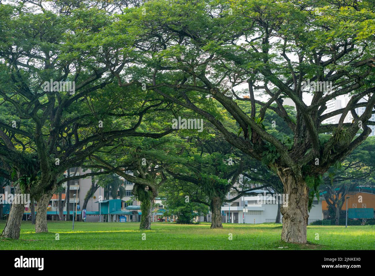 Beautiful trees at park at neighbourhood in Singapore. Garden city