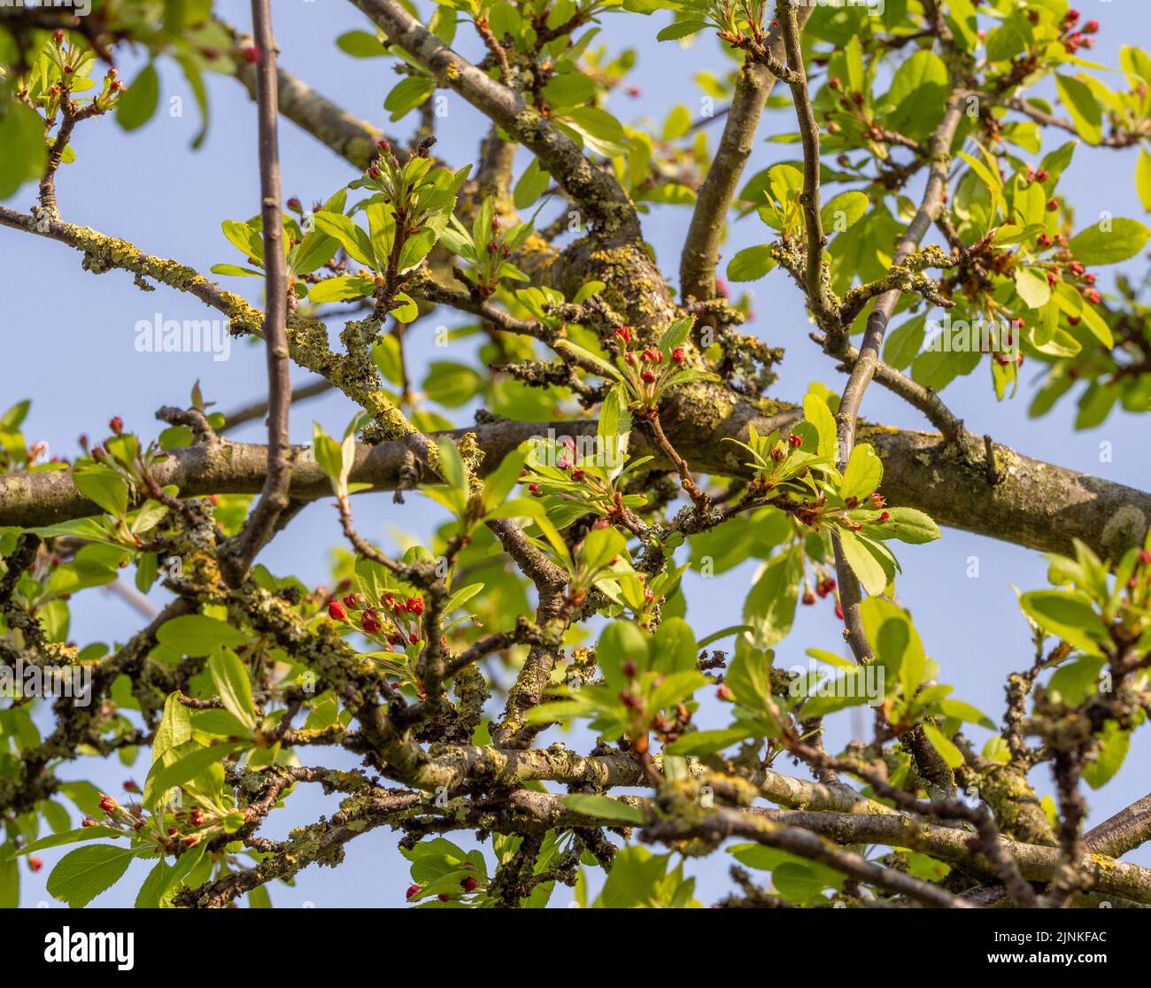 Springtime flower buds on Oregan Crabapple tree, Marbury, Cheshire, UK Stock Photo