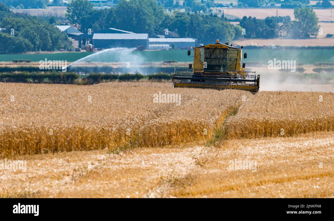 East Lothian, Scotland, UK, 12th August 2022. UK Weather: wheat harvest. A wheat crop field is harvested by a combine harvester in the hot sunshine with a crop filed being watered by a jet spray in the background Stock Photo