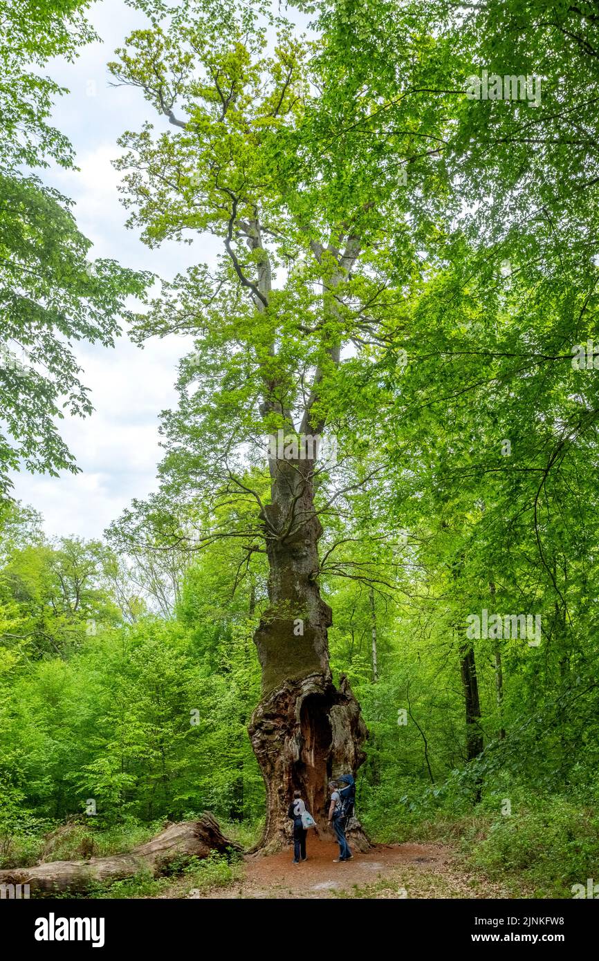 France, Oise, Picardie, Saint Jean aux Bois, Compiegne forest, the oak of Saint Jean one of the oldest forest oaks of France (Quercus petraea) // Fran Stock Photo