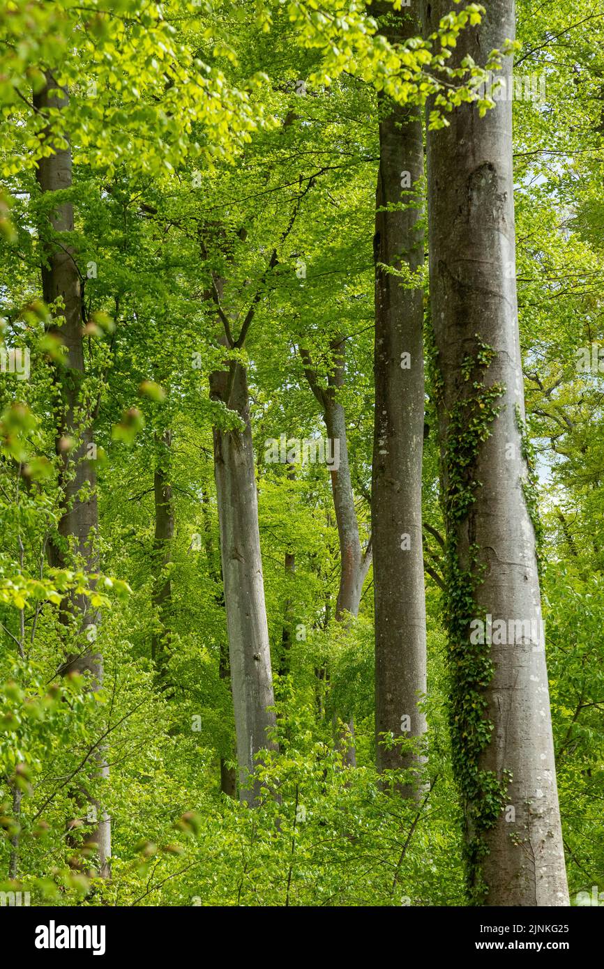 France, Oise, Picardie, Saint Jean aux Bois, Foret de Compiegne, Compiegne Forest // France, Oise (60), Picardie, Saint-Jean-aux-Bois,  forêt domanial Stock Photo