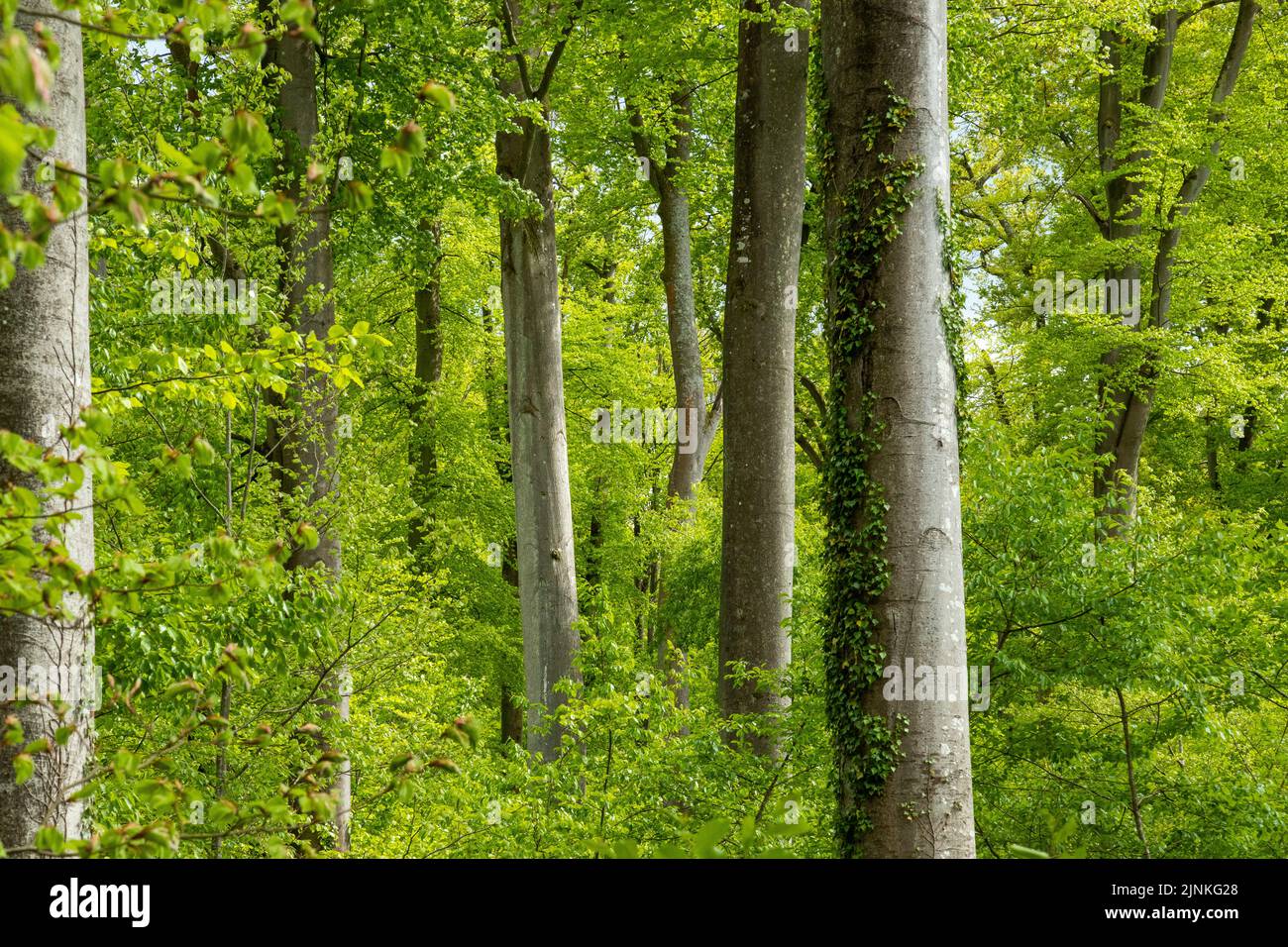 Domanial forest hi-res stock photography and images - Alamy
