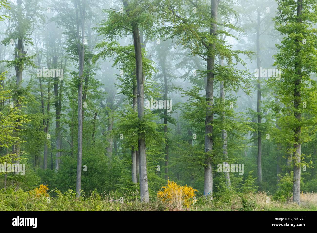 France, Oise, Picardie, Saint Jean aux Bois, Foret de Compiegne ...
