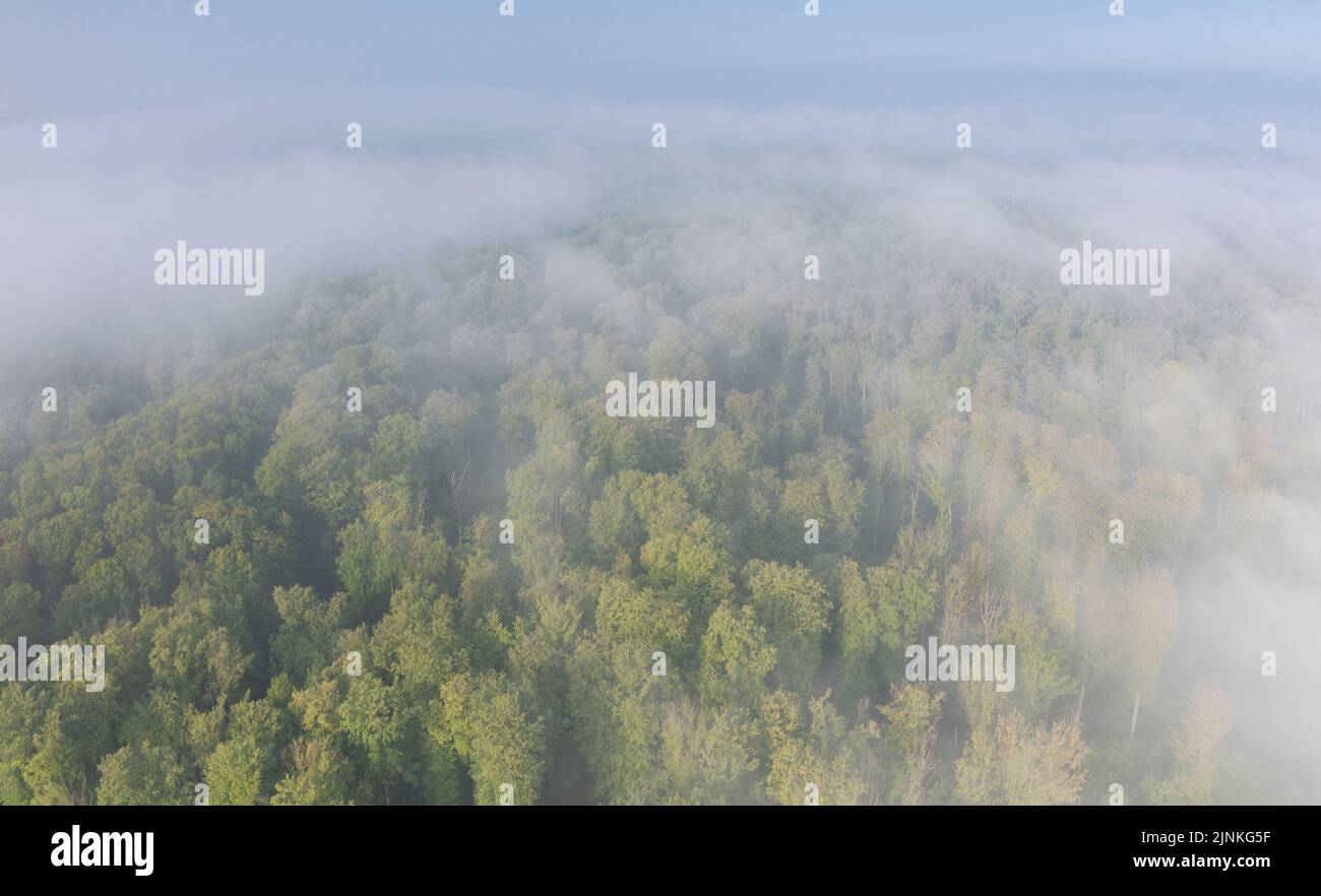 France, Oise, Picardie, Saint Jean aux Bois, the Foret de Compiegne ...