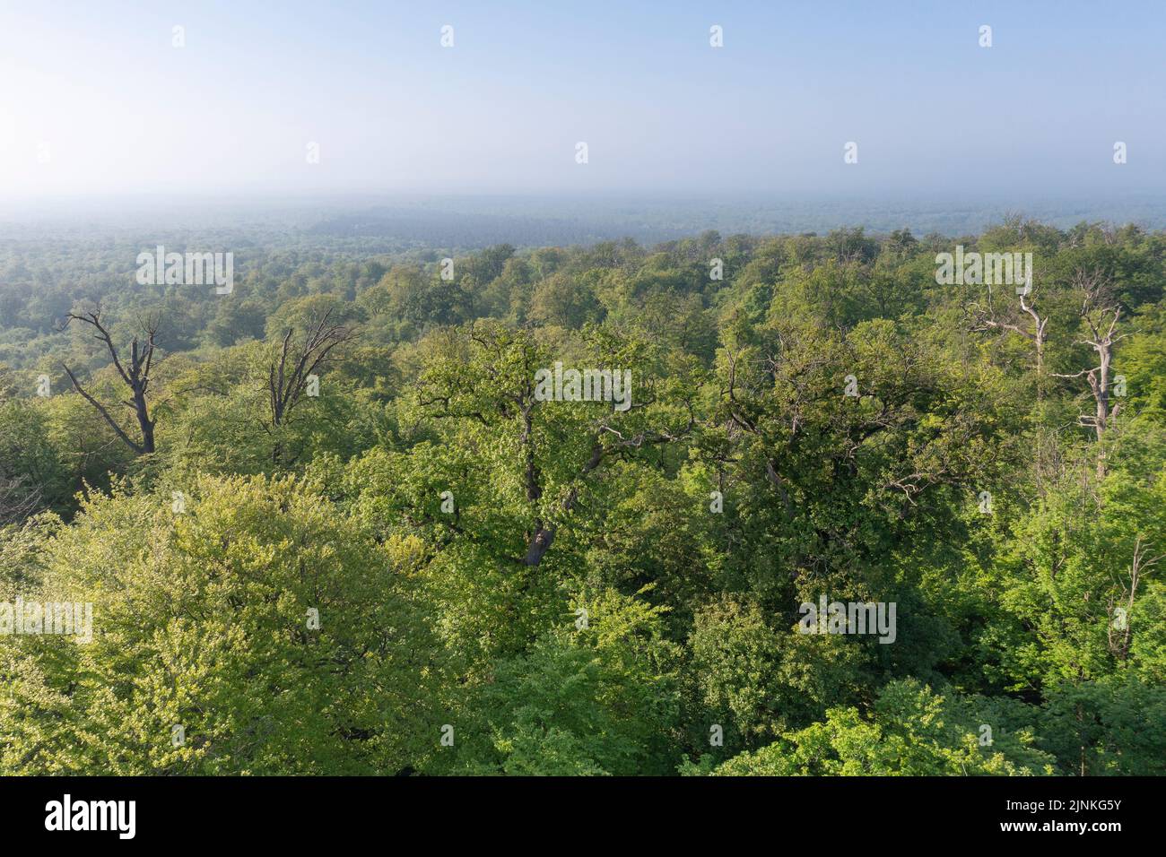 France, Oise, Picardie, Compiegne, the Foret de Compiegne, Compiegne Forest (aerial view) // France, Oise (60), Picardie, Compiegne, forêt domaniale d Stock Photo