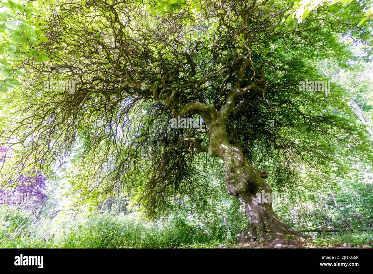 France, Oise, Picardie, Compiegne, Compiegne forest, Fau de Verzy de Saint Corneille,  dwarf beech (Fagus sylvatica tortuosa) // France, Oise (60), Pi Stock Photo