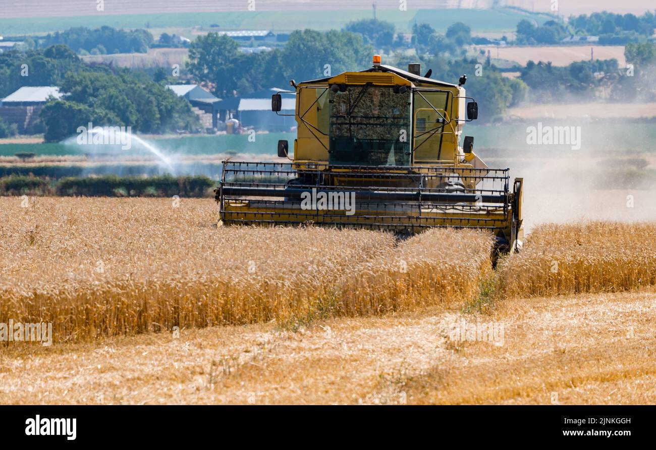 East Lothian, Scotland, UK, 12th August 2022. UK Weather: wheat harvest. A wheat crop field is harvested by a combine harvester in the hot sunshine with a crop filed being watered by a jet spray in the background Stock Photo