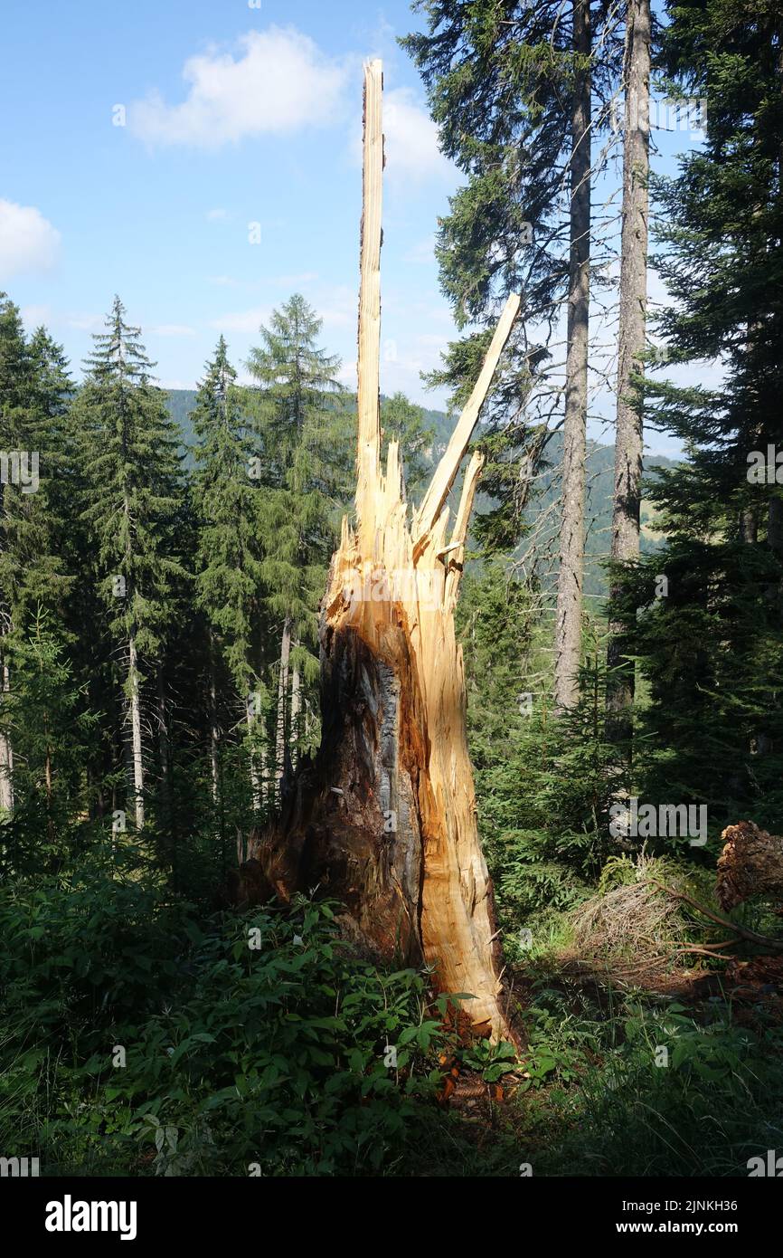 tree, deadwood, wind break, trees, deadwoods, wind breaks Stock Photo