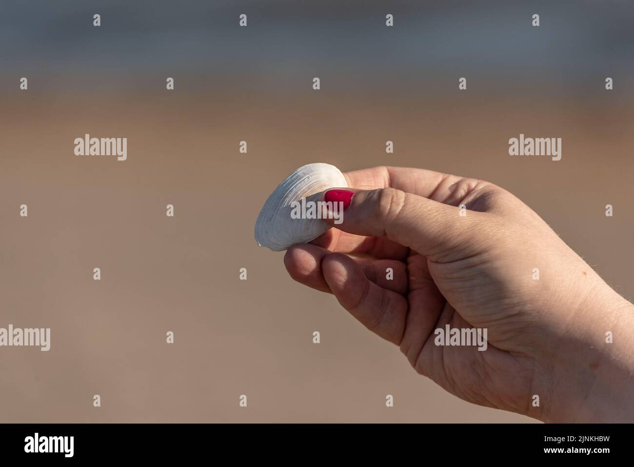 Shell Using Hand Lesn Hand holding a white sea shell Stock Photo - Alamy