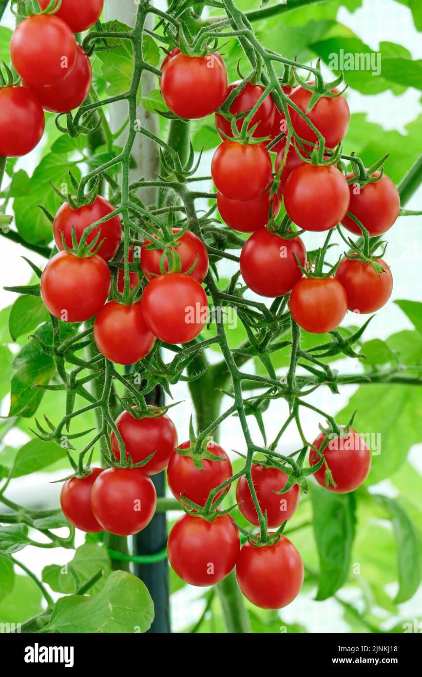 Homegrown organic red cherry tomatoes closeup inside greenhouse Stock Photo