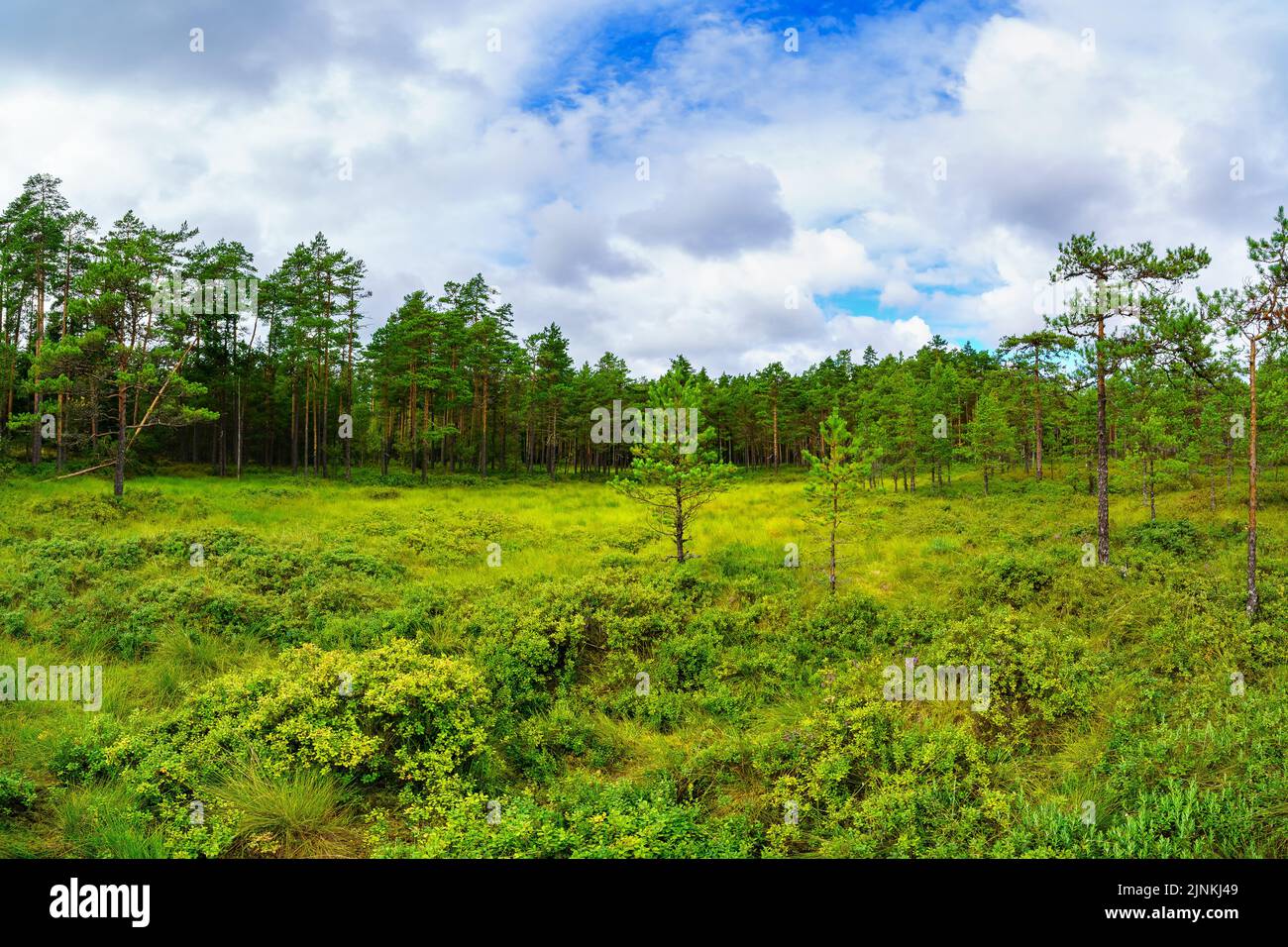 Landscape with rows of trees hi-res stock photography and images - Alamy