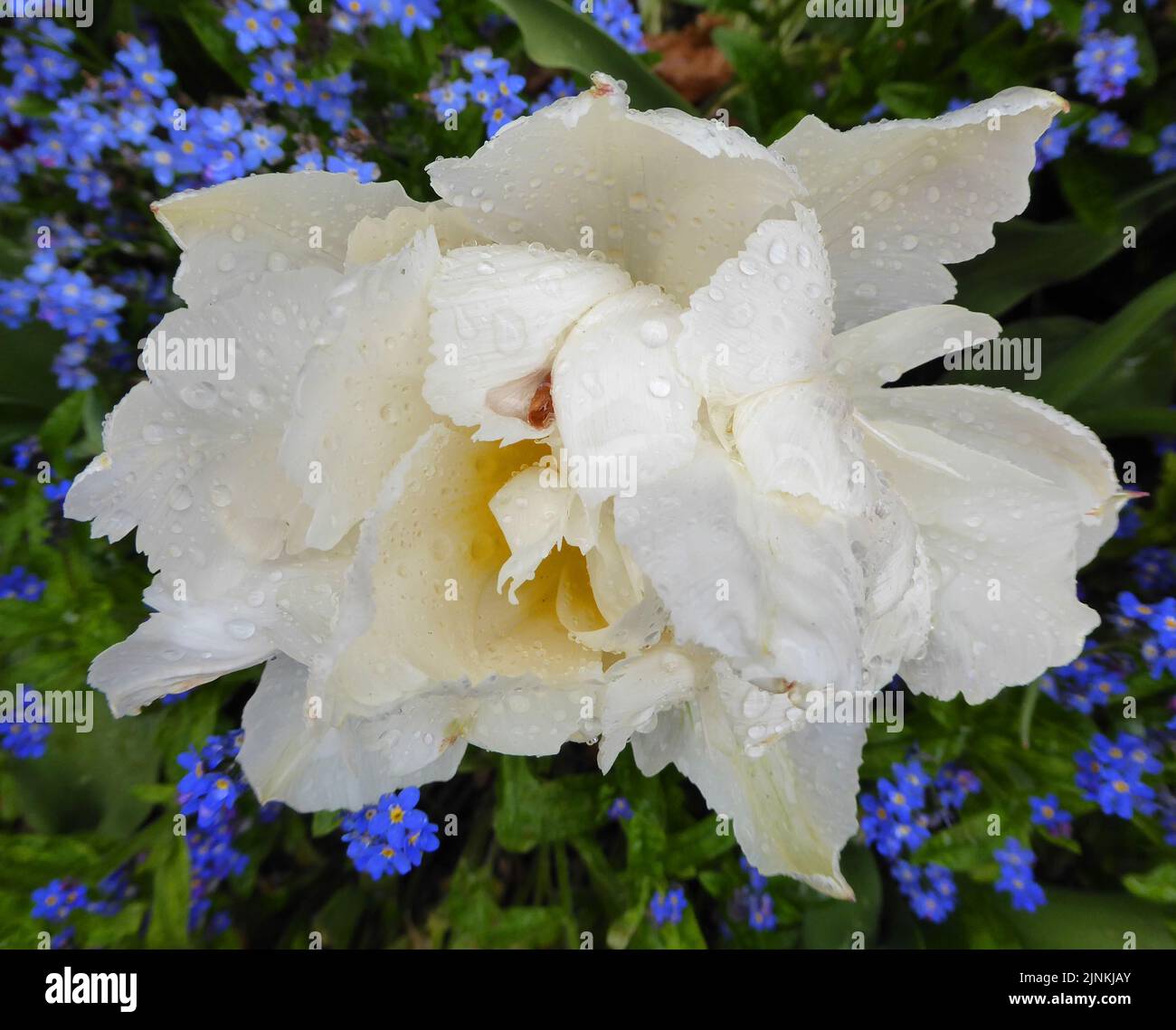 a gorgeous large white double tulip covered with raindrops on a fresh April day Stock Photo