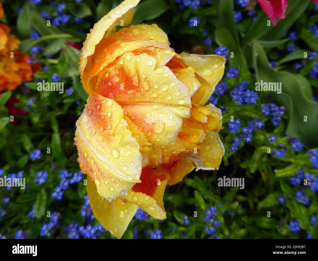 a gorgeous large yellow with orange double tulip covered with raindrops on a fresh April day Stock Photo