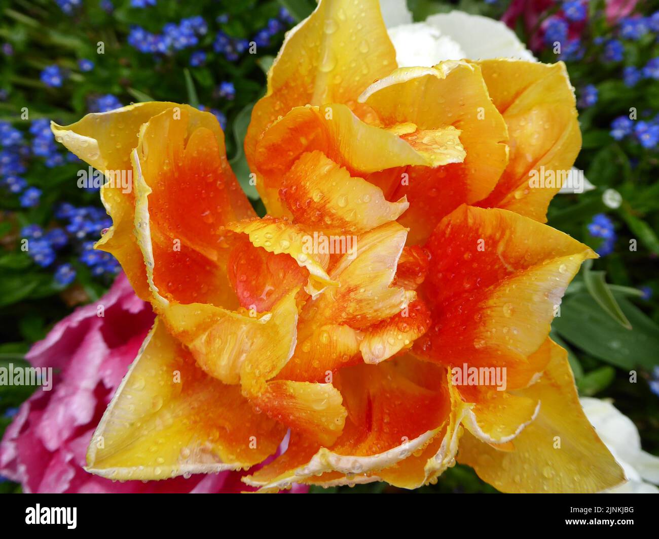 a gorgeous large yellow with orange double tulip covered with raindrops on a fresh April day Stock Photo