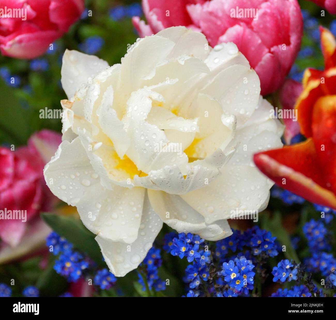 a gorgeous large white double tulip covered with raindrops on a fresh April day Stock Photo
