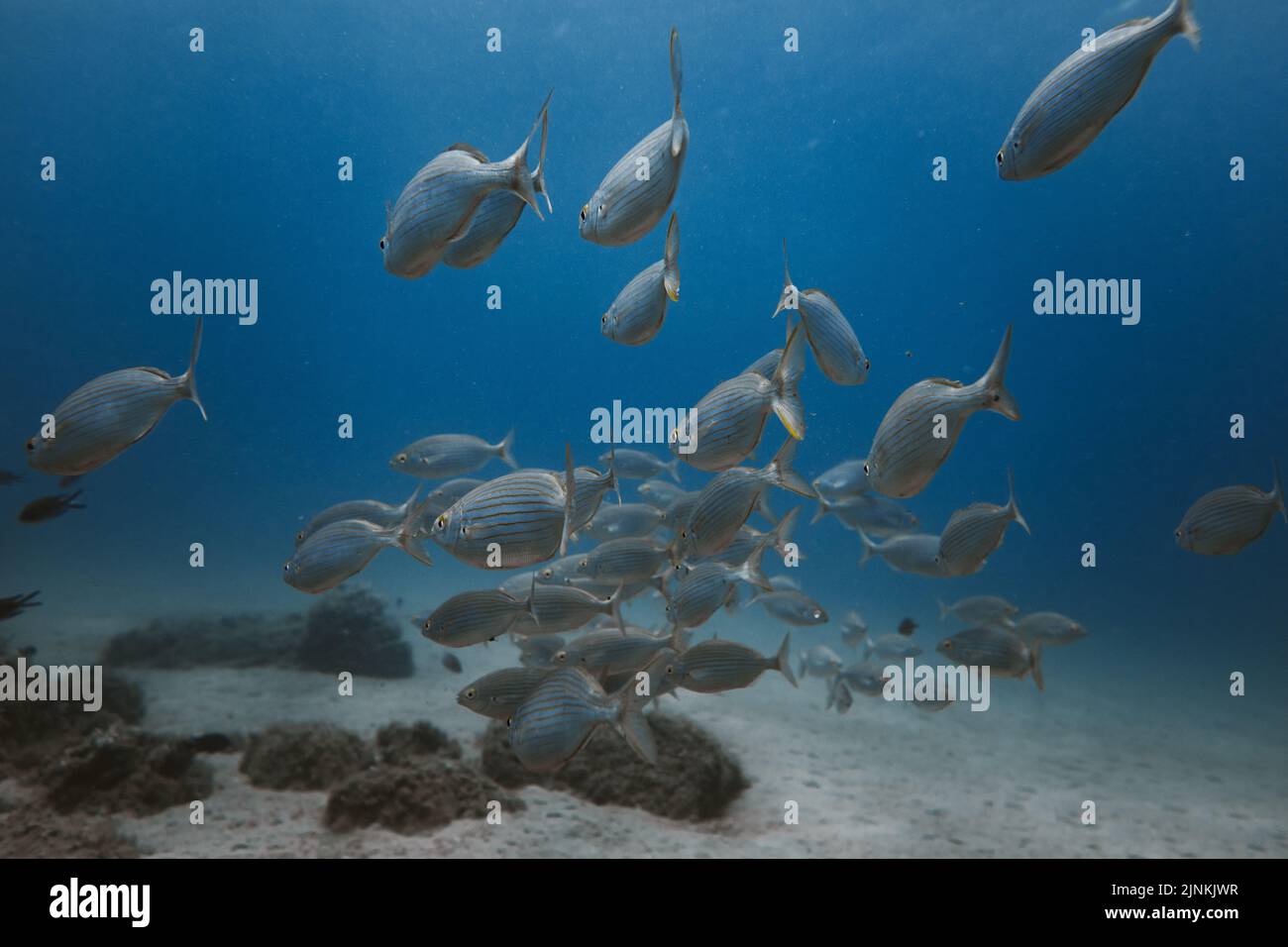 Underwater School Of Fish Seabass Under Water School Of Fishs Stock 