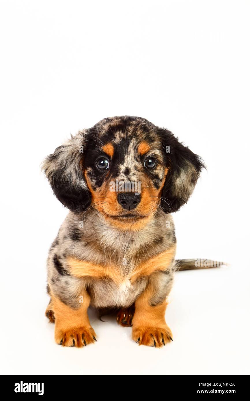 Dapple Weiner Dog Puppies Dapple Weiner Dog Puppies