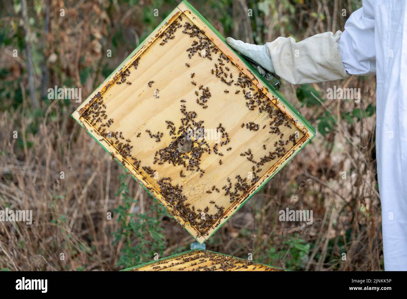 A beekeeper opens a green beehive with a natural bee colony inside. Stock Photo