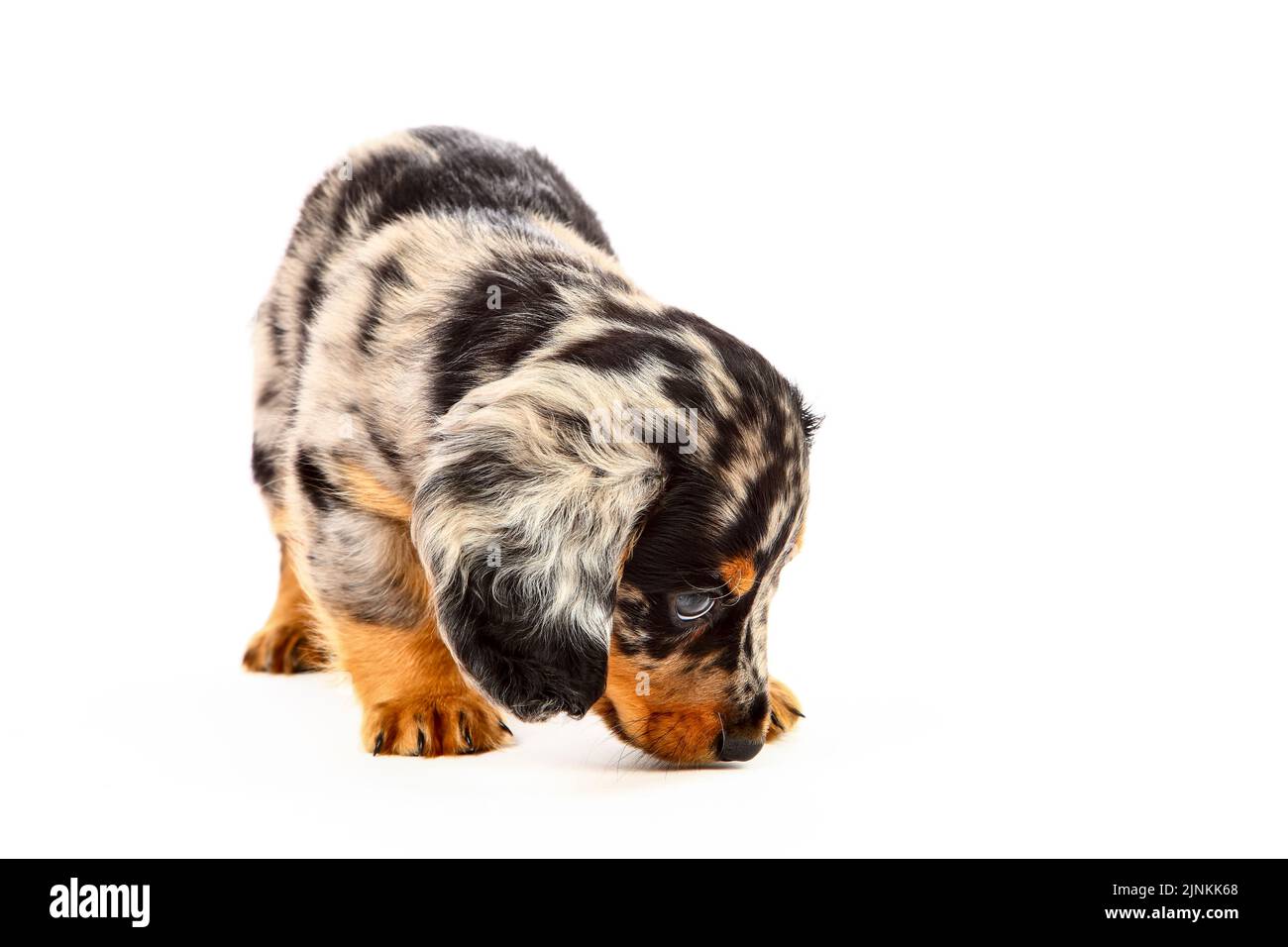 Cute Dapple Dachshund puppy dog isolated on a white background Stock Photo