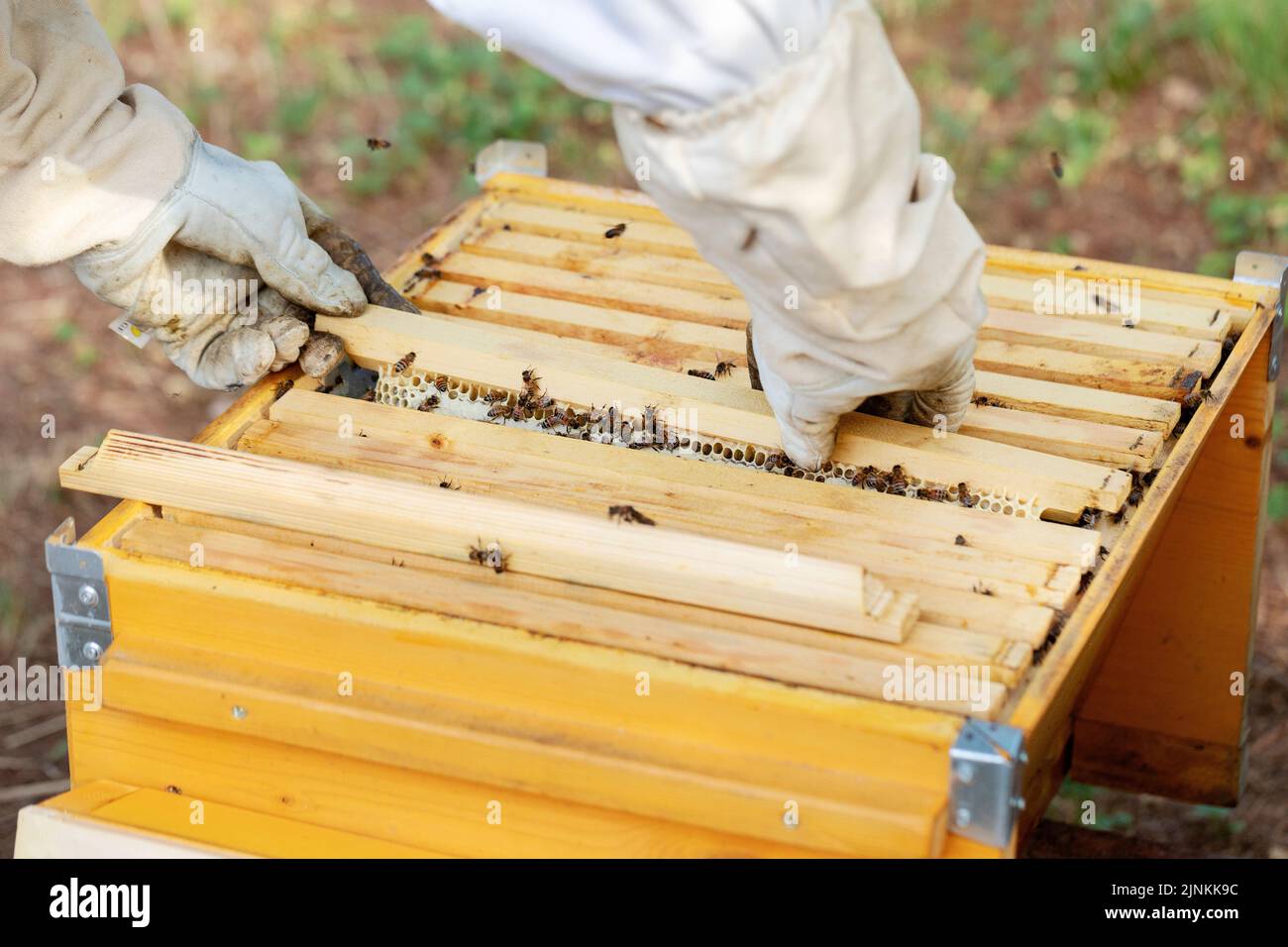 A beekeeper inspects a bee colony on a natural  honeycomb. Stock Photo