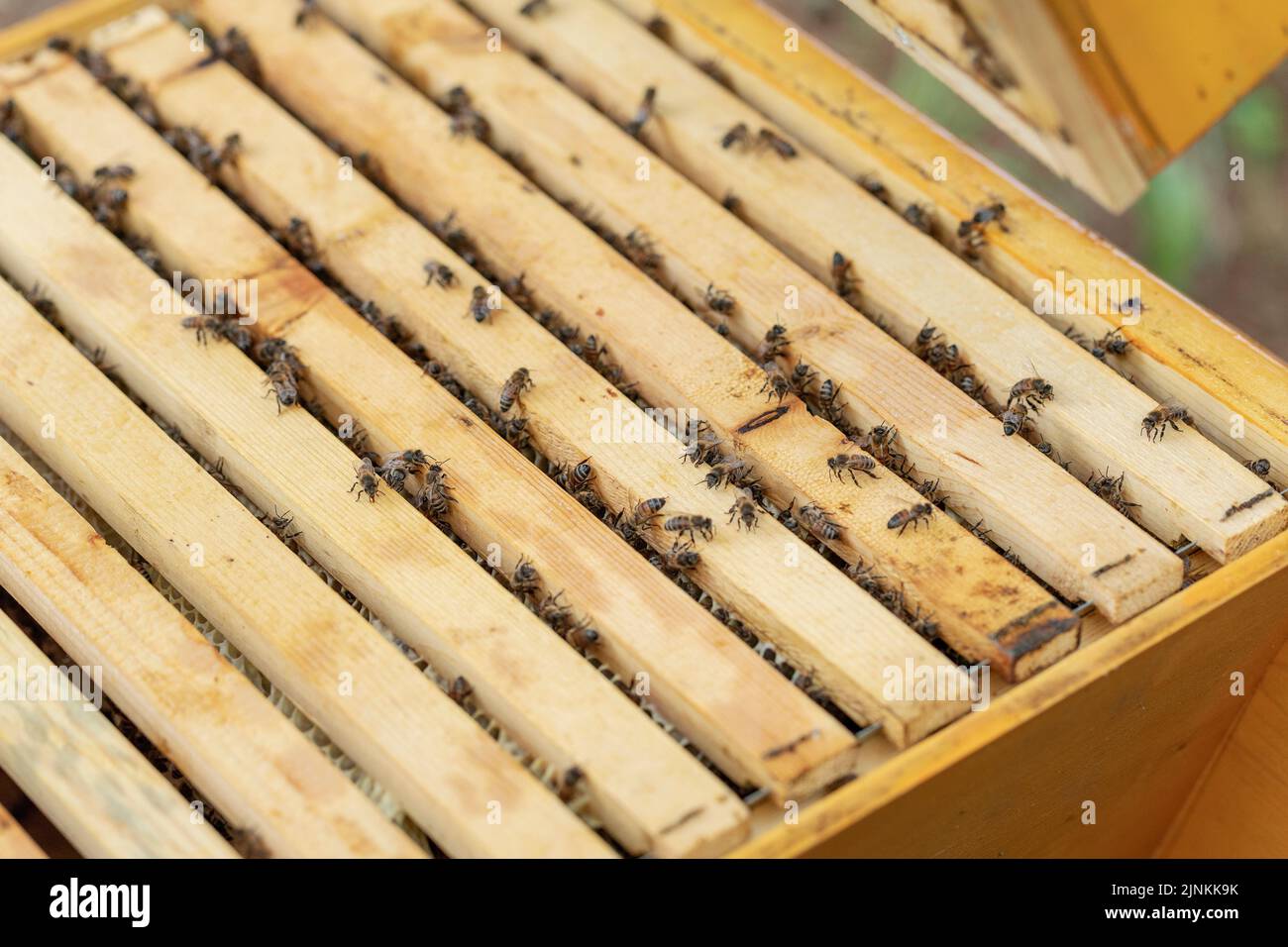 A bee colony on natural Stock Photo Alamy