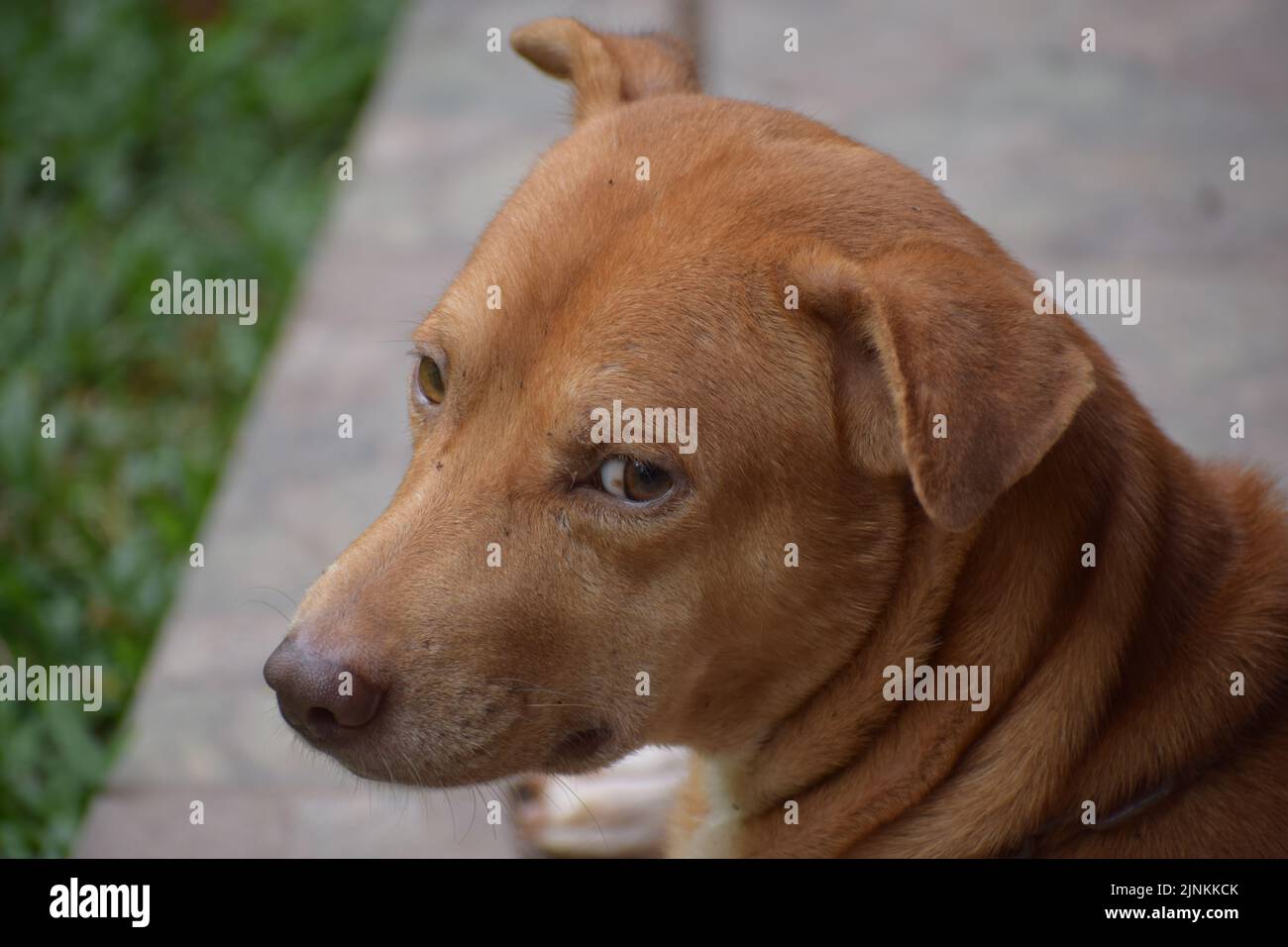 Cute innocent dog is thinking something Stock Photo