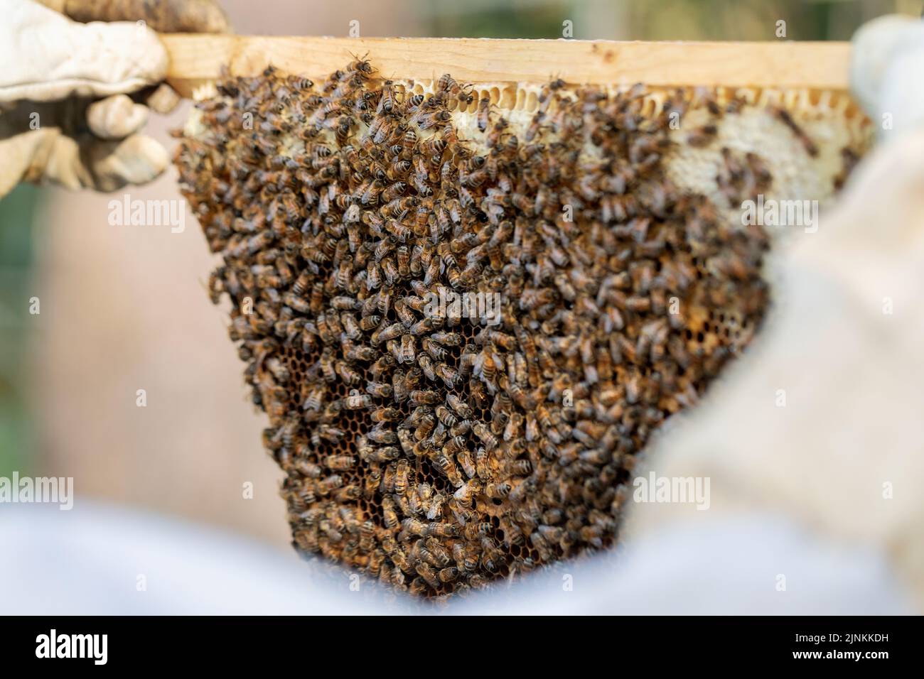 A beekeeper inspects a bee colony on a natural  honeycomb. Stock Photo