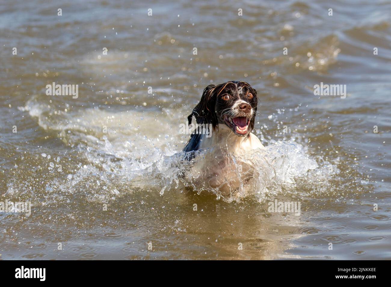 English Cocker Spaniel in the sea in Southport, Merseyside UK Weather 12 AUG 2022. A hot dogs day out in the surf on a bright sweltering summer day on the northwest coast as LUDA a three-year-old English Cocker Spaniel cools off in the sea during the high tide at Southport. Credit; MediaWorldImages/AlamyLive News. Stock Photo