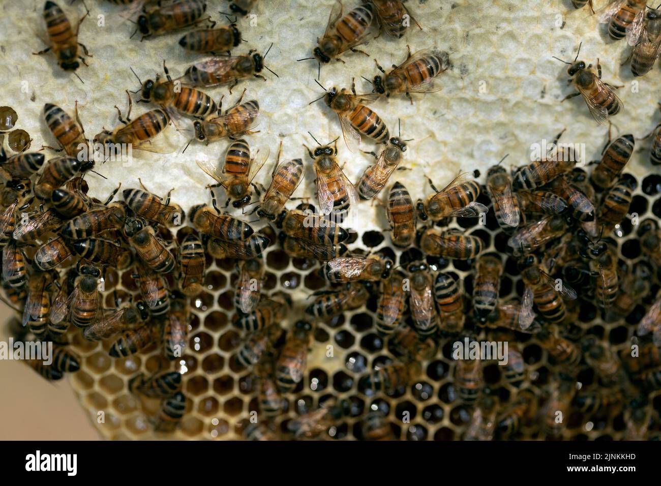 Bees in the process of collecting nectar inside a natural honeycomb. Stock Photo