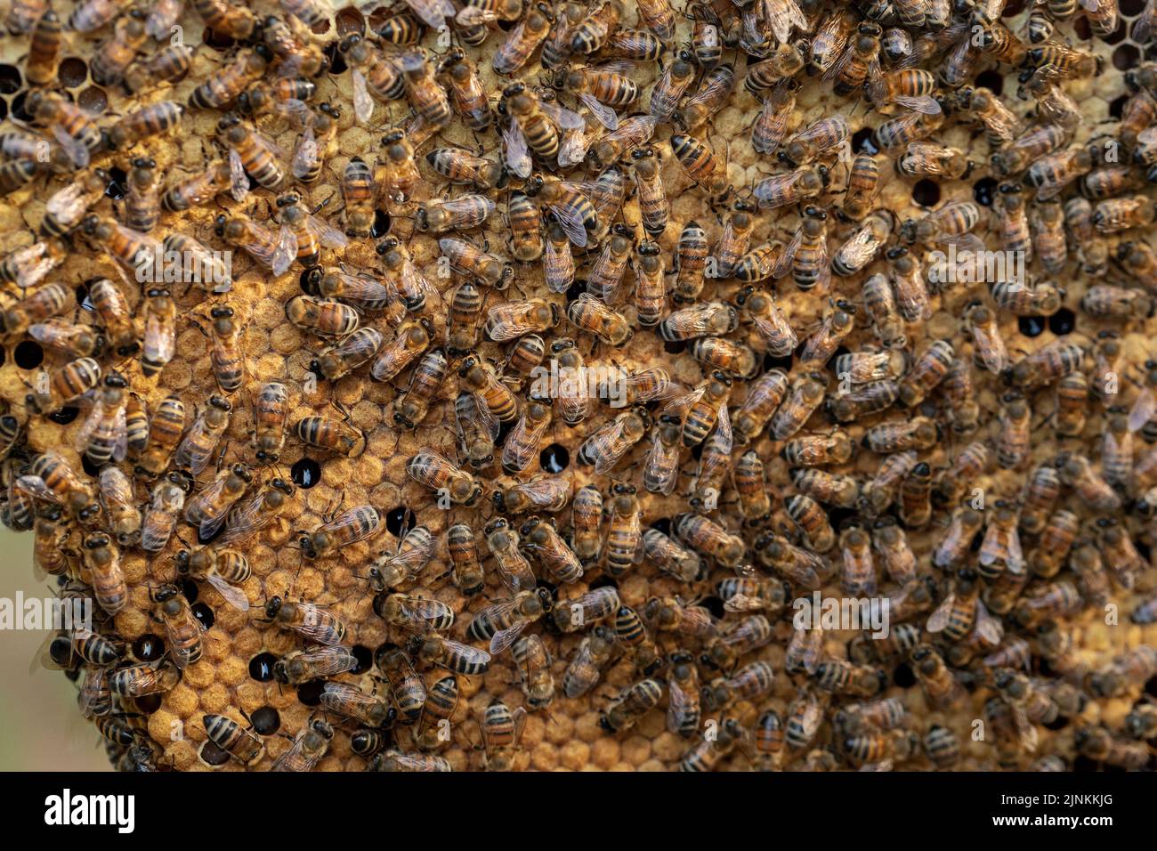 A bee colony on natural honeycomb. Stock Photo