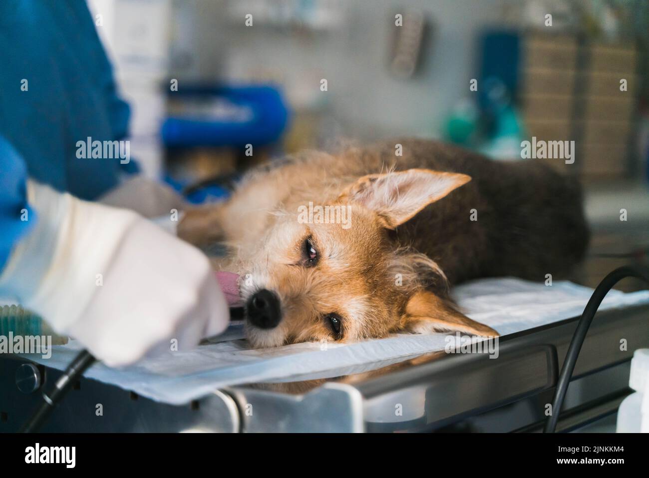 dog, surgery, veterinary medicine, animal clinic, veterinary hospital